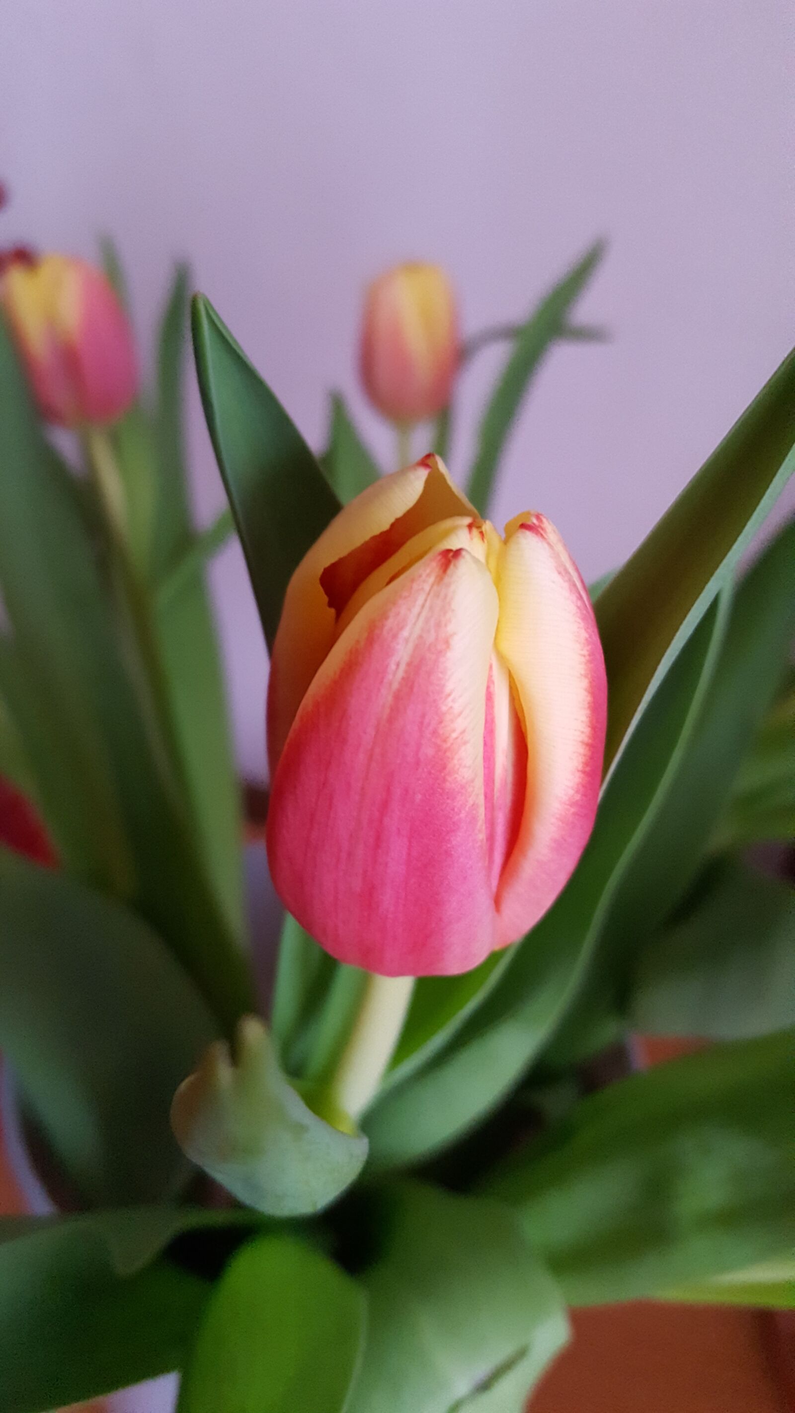 Samsung GALAXY S6 edge sample photo. Spring flowers, tulip, flowers photography