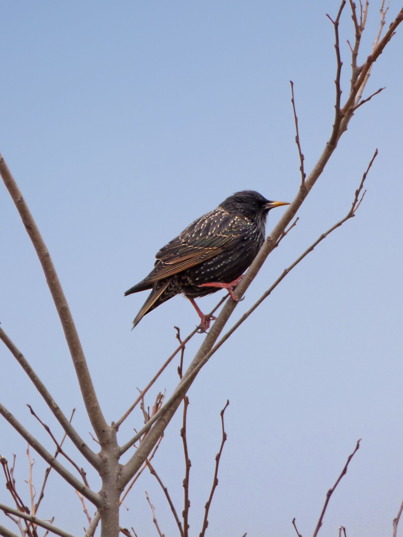 Panasonic Lumix DMC-FZ70 sample photo. Bird, starling, branch photography