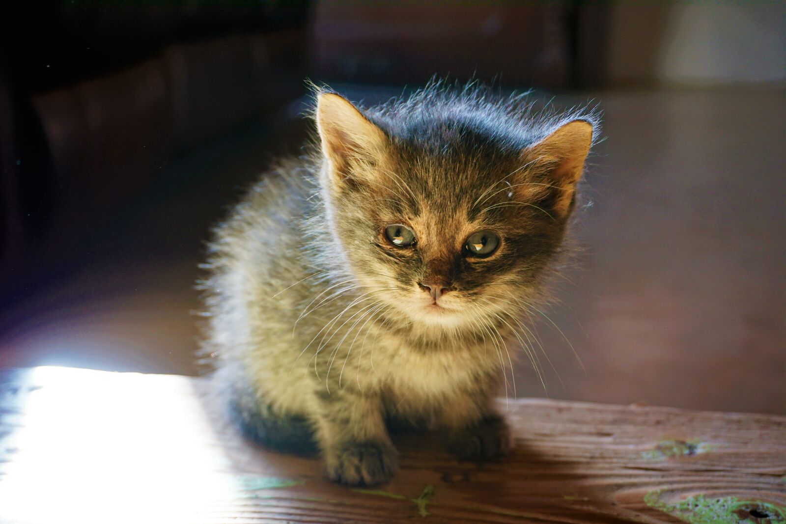 Sony a6000 sample photo. Black, and, grey, kitten photography