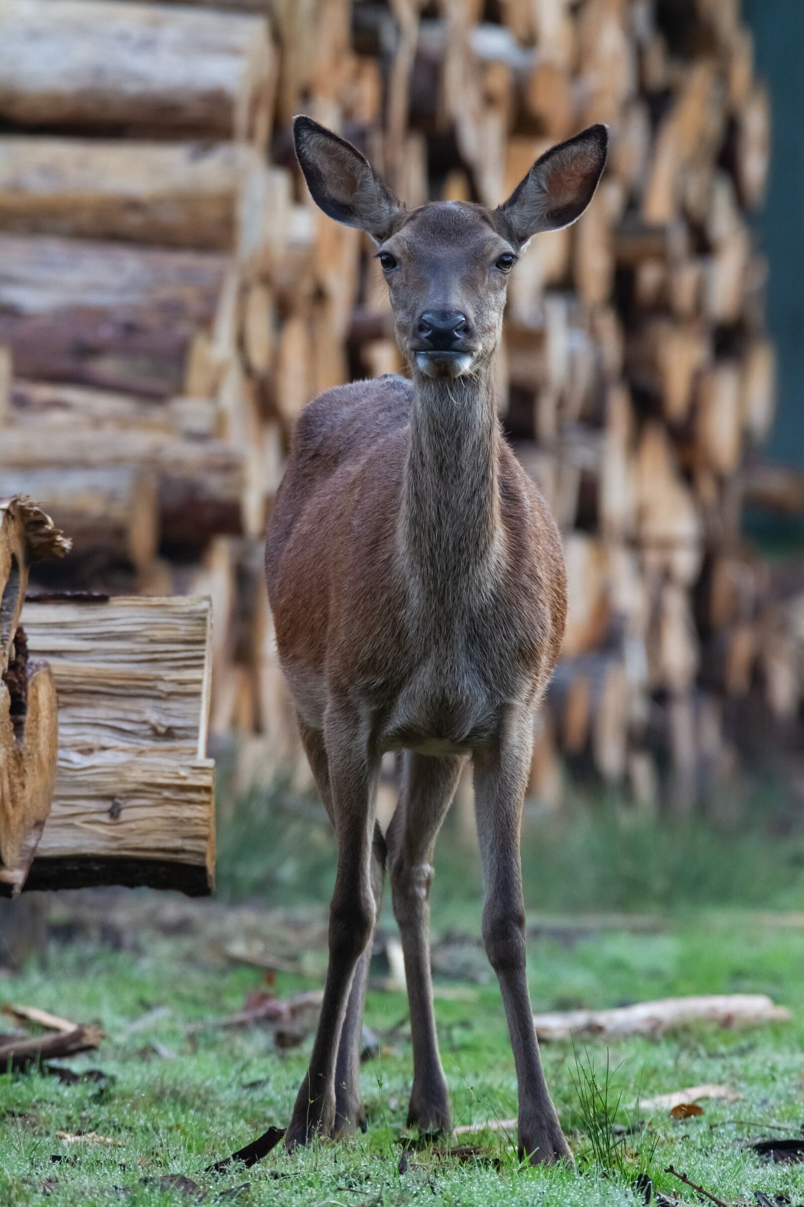 Canon EOS 7D sample photo. Deer, red deer, wildlife photography