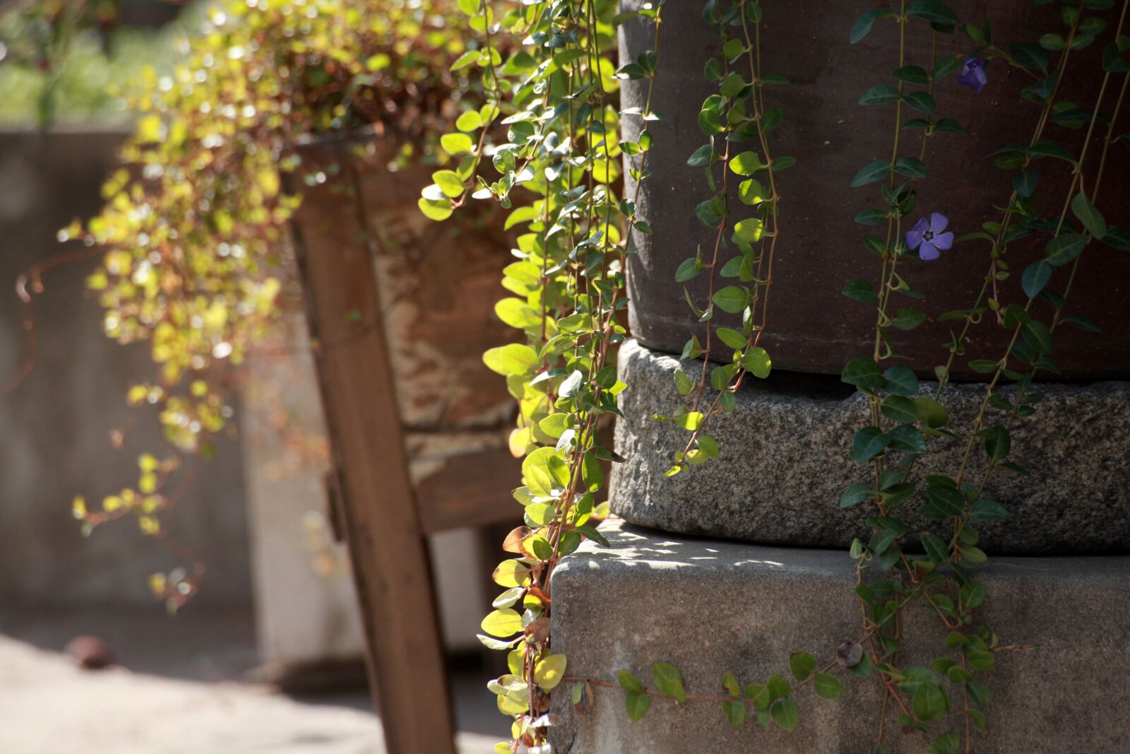 Canon EOS 5D Mark II sample photo. Spring, bud, garden photography