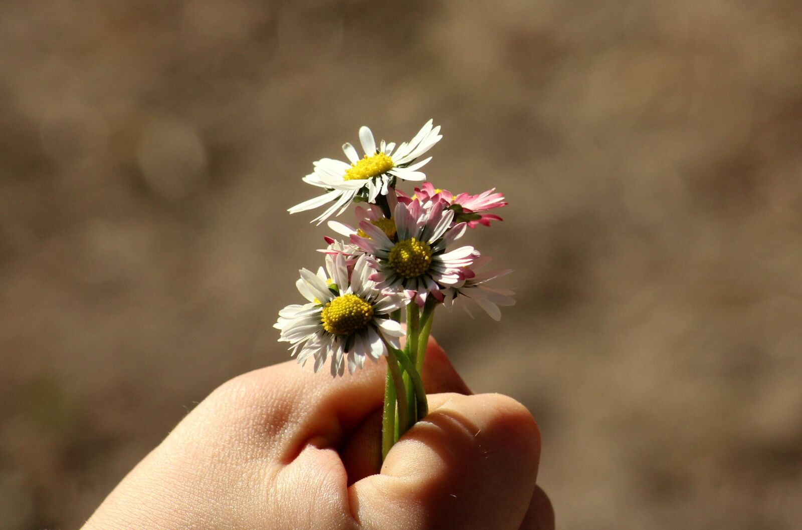Canon EOS 1200D (EOS Rebel T5 / EOS Kiss X70 / EOS Hi) sample photo. A small bunch, daisies photography