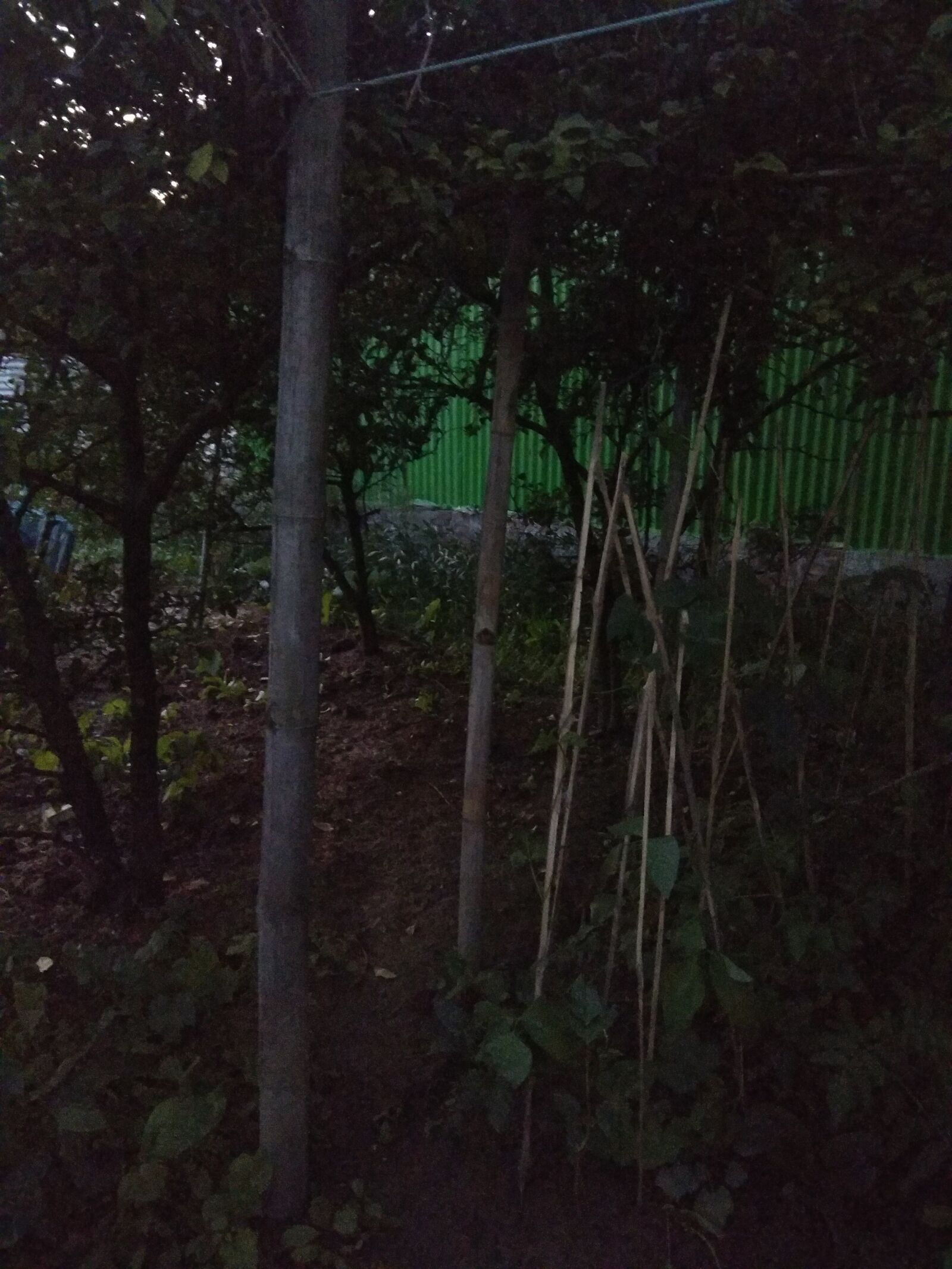Xiaomi Redmi Note 4 sample photo. Trees, twilight, jungle photography