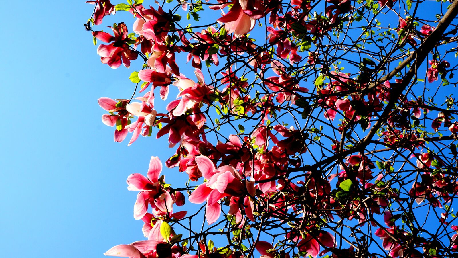 Sony a6000 sample photo. Magnolia, now magnolia, spring photography