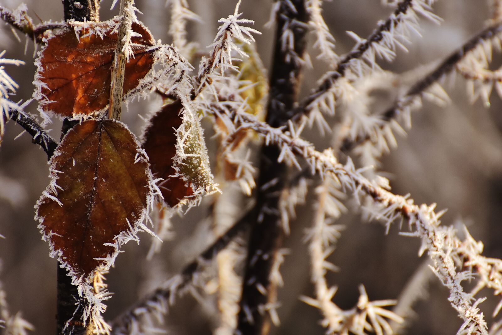 Nikon D7200 sample photo. Leaves, winter, frost photography