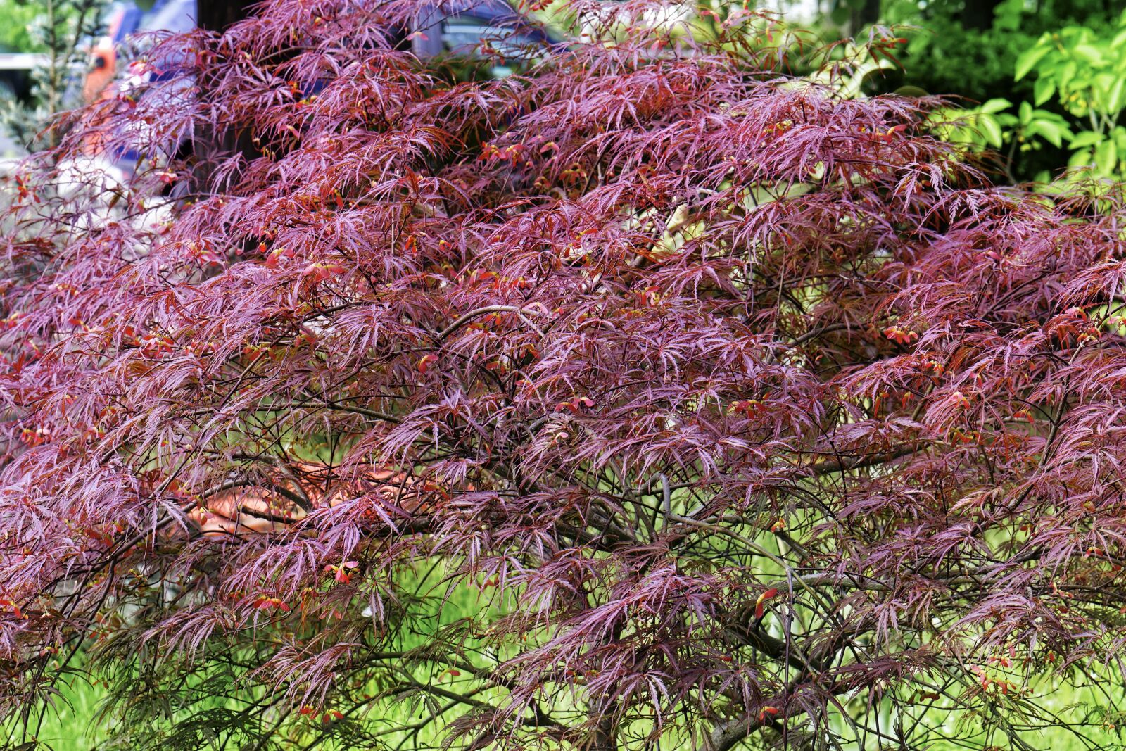 Nikon D5300 sample photo. Plant, decorative, leaves photography