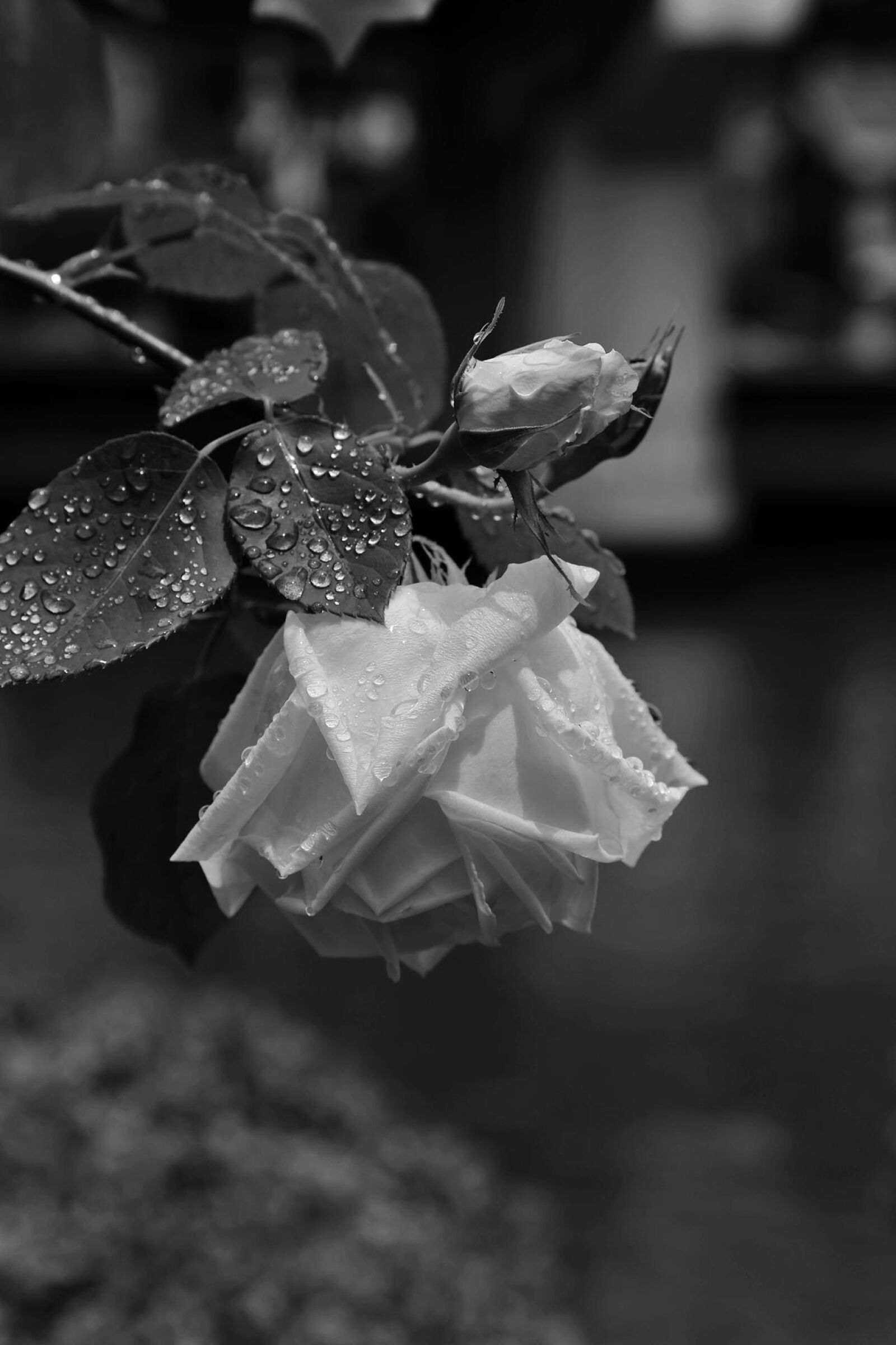 Canon EOS 6D + Canon EF 24-105mm F4L IS USM sample photo. Flowers, japan, rose photography