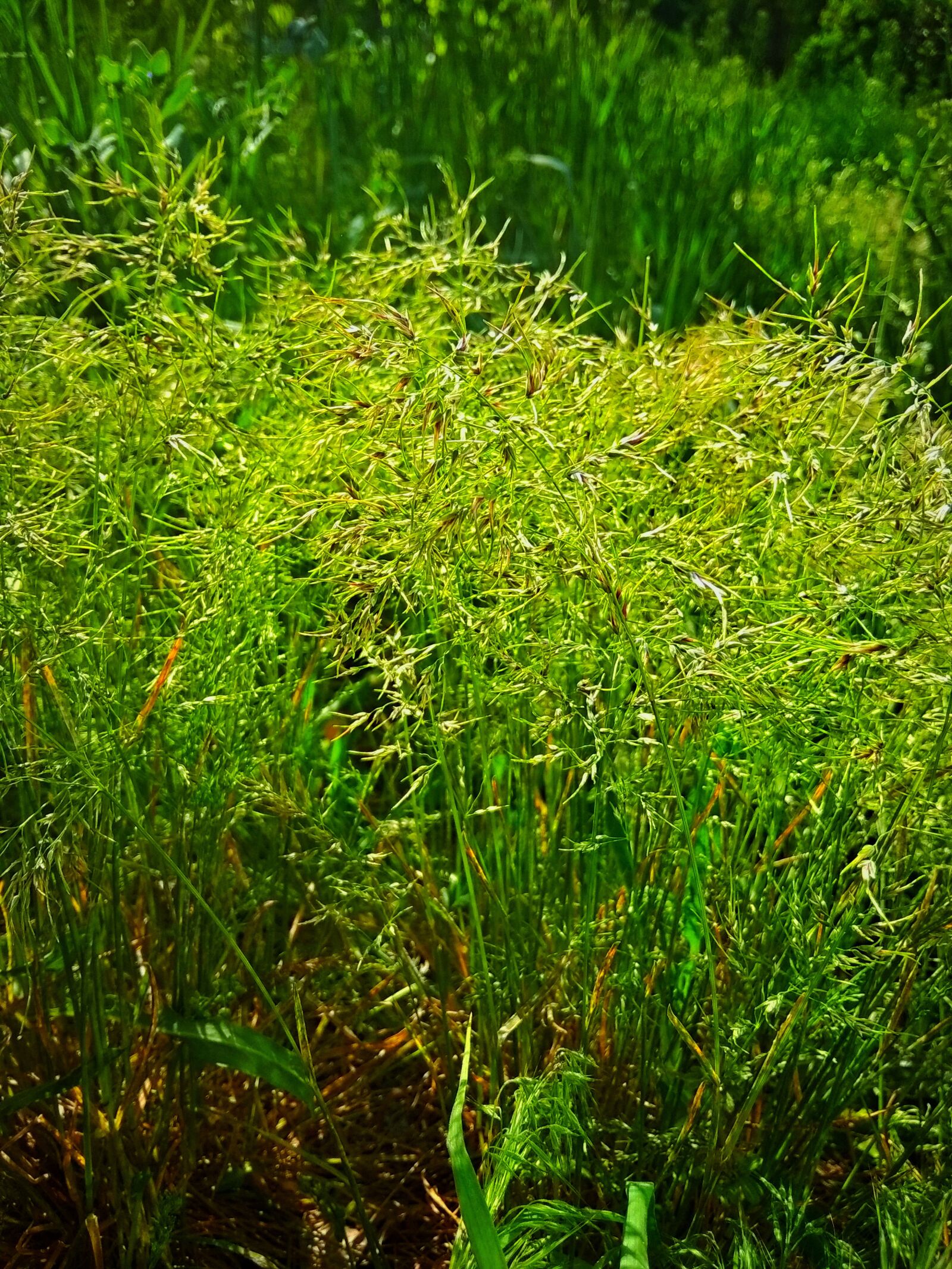 Xiaomi Redmi Note 5A sample photo. Grass, green, nature photography
