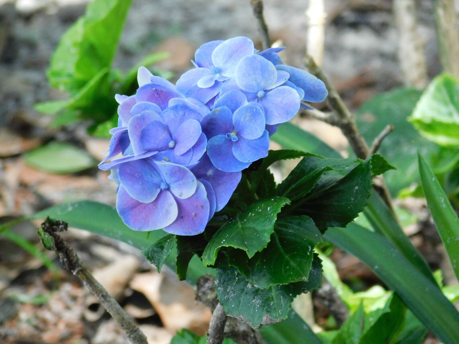 Nikon Coolpix B500 sample photo. Flower, purple, blue photography