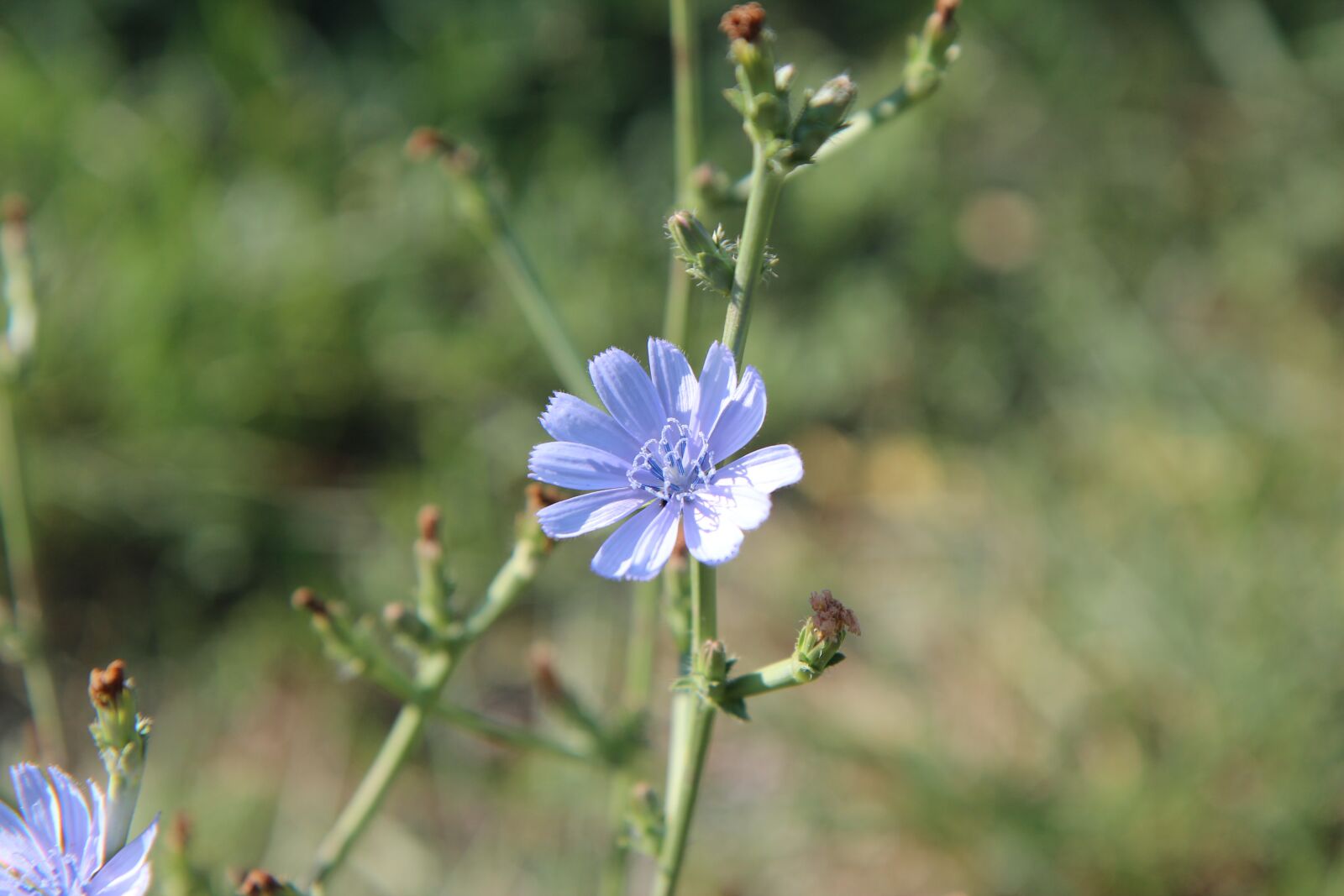 Canon EOS 600D (Rebel EOS T3i / EOS Kiss X5) sample photo. Flowers, flowering, blue flowers photography