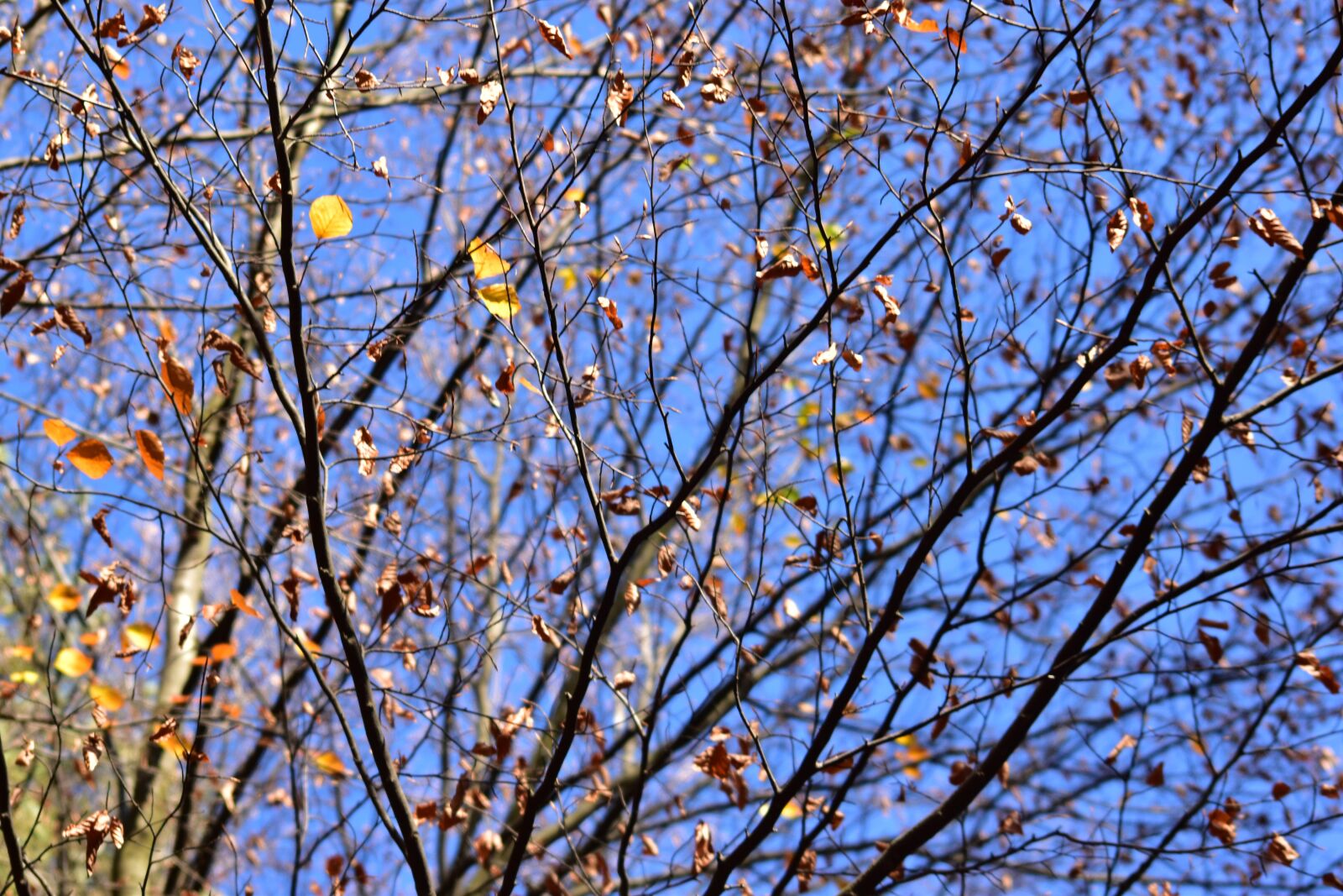 Nikon D3500 sample photo. Autumn, forest, nature photography