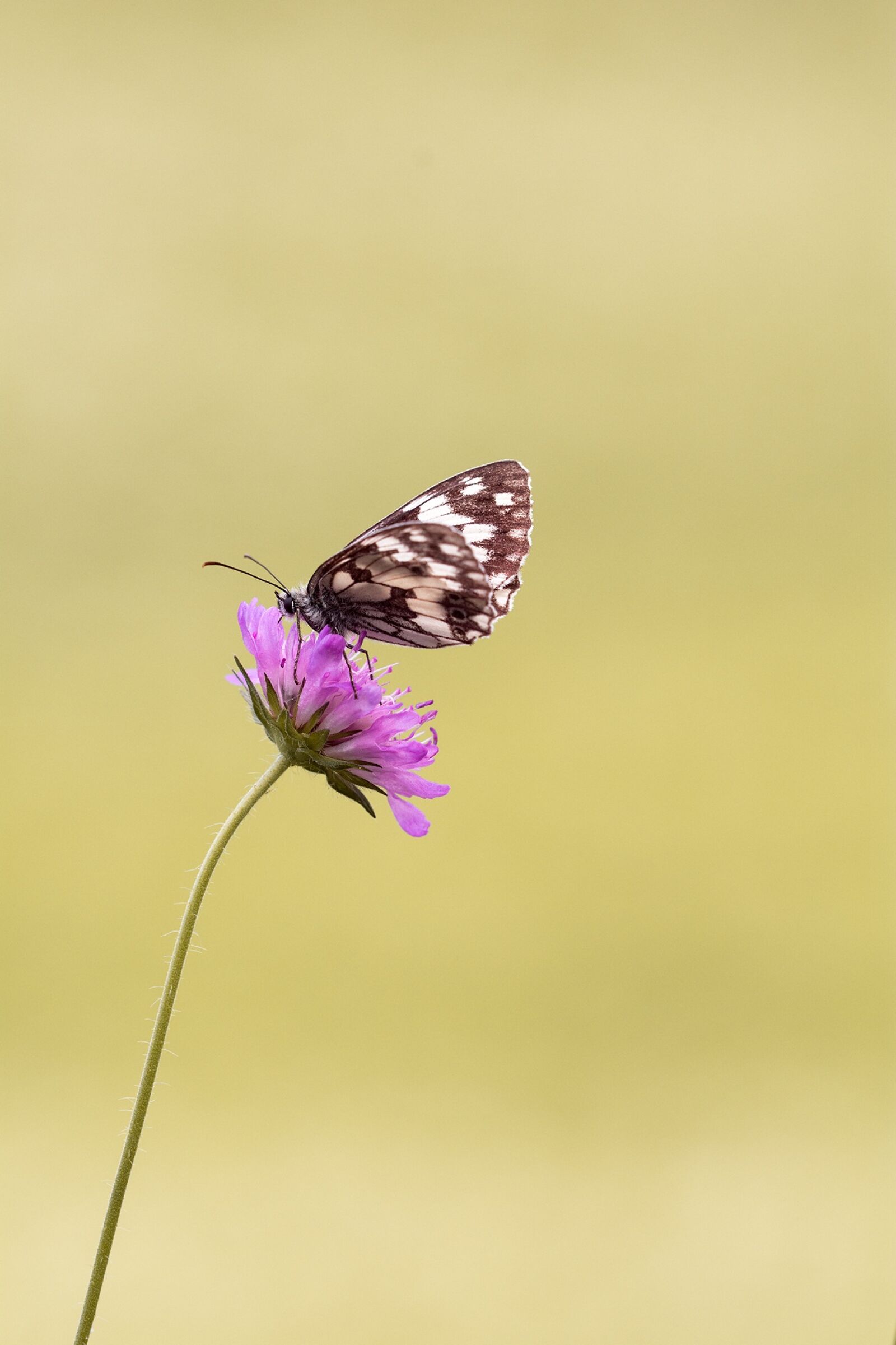 Nikon D7100 sample photo. Butterfly, chess board, women's photography