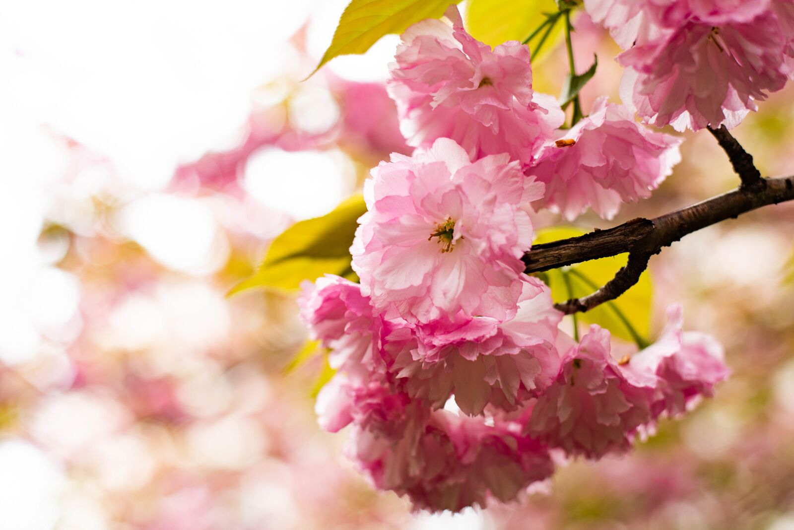 Nikon D750 sample photo. Japanese cherry, cherry blossom photography
