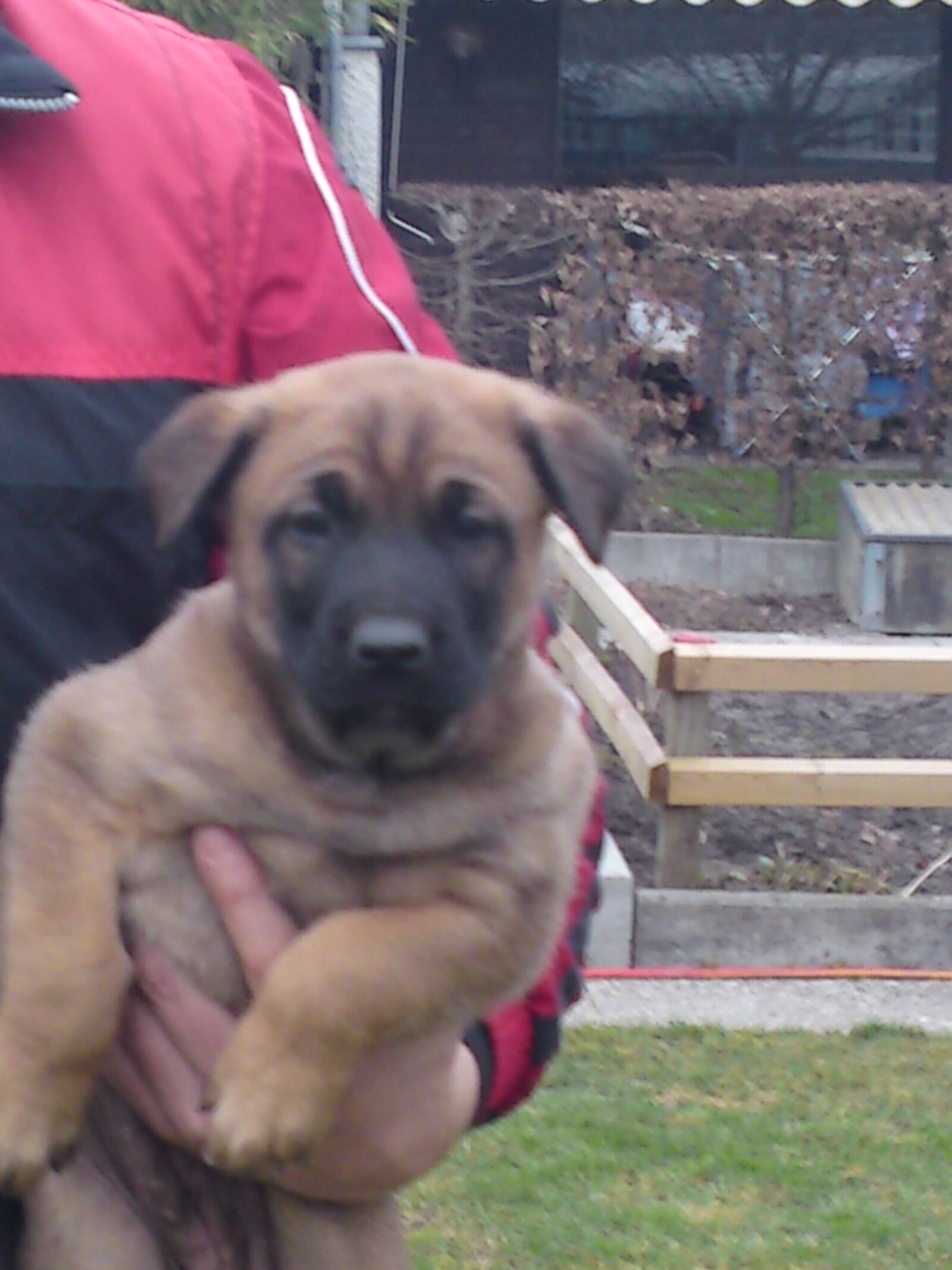 Sony Ericsson C905 sample photo. Puppy, dogs, malinois photography