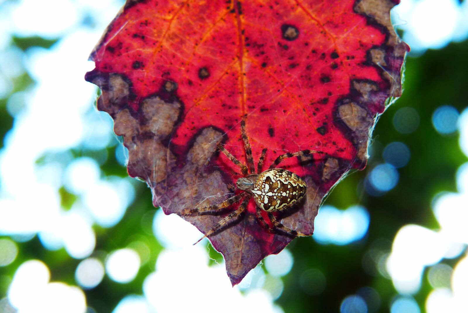 Panasonic Lumix DMC-FZ200 sample photo. Signs of autumn, leaf photography