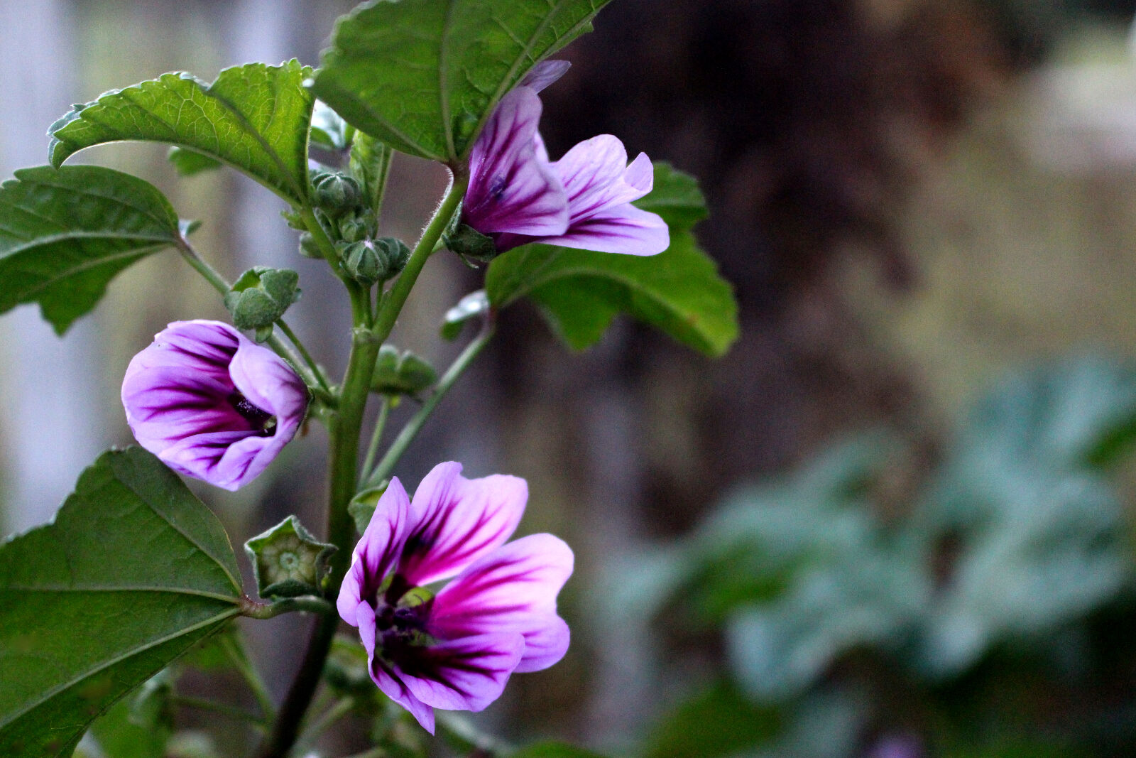 Canon EOS 700D (EOS Rebel T5i / EOS Kiss X7i) sample photo. Purple, flower photography