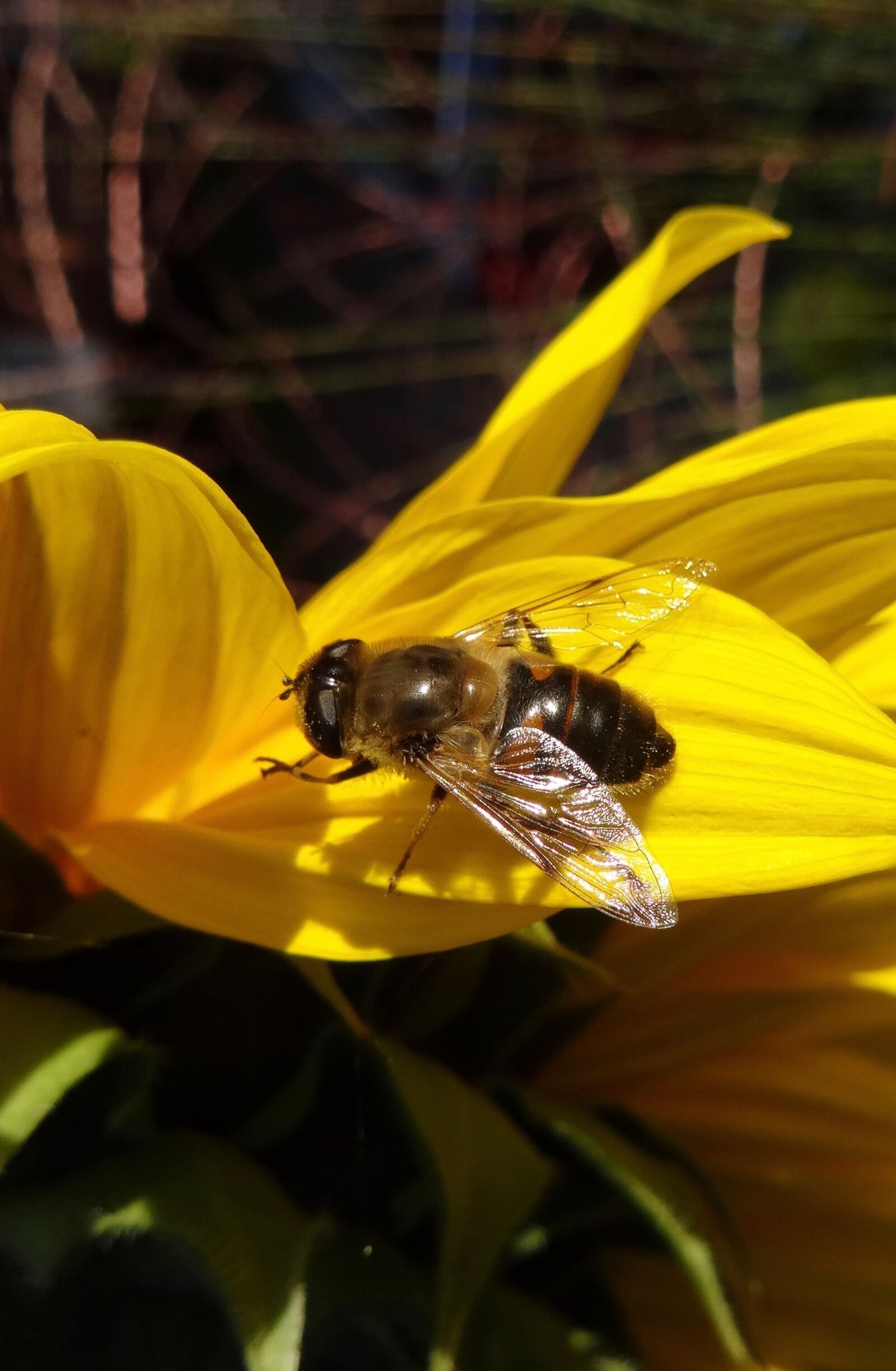 Sony DSC-HX50 sample photo. Nature, insect, plant photography