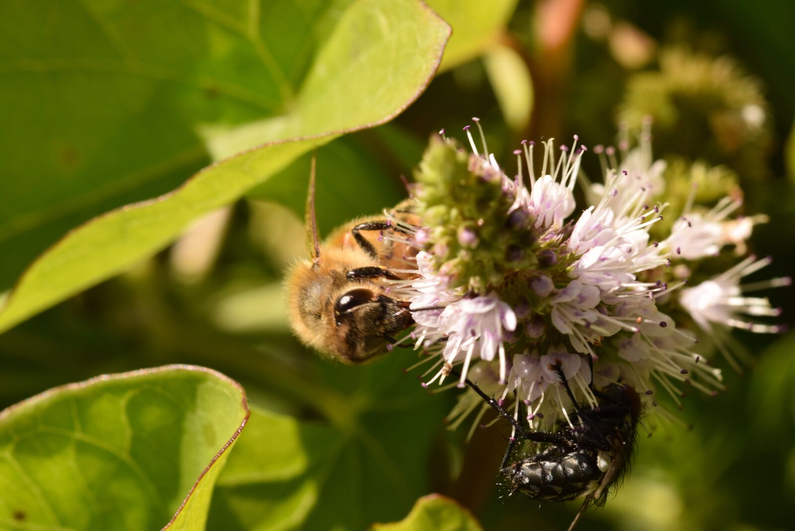 Nikon D5300 sample photo. Bee, fly, flower photography