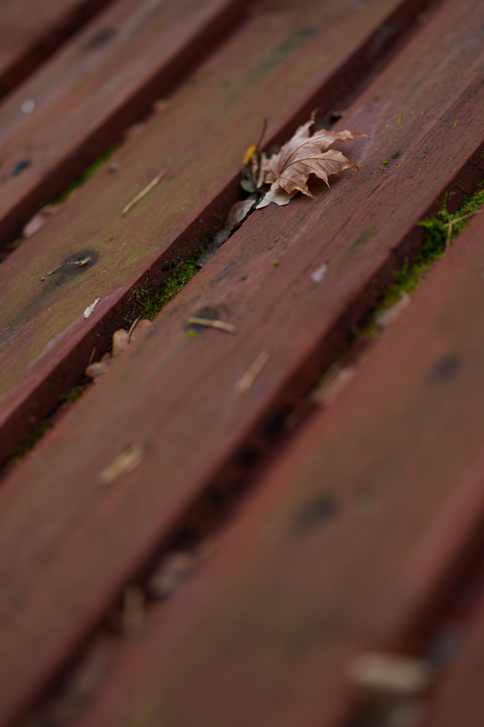 Sony FE 85mm F1.4 GM II sample photo. Autumn leaf photography