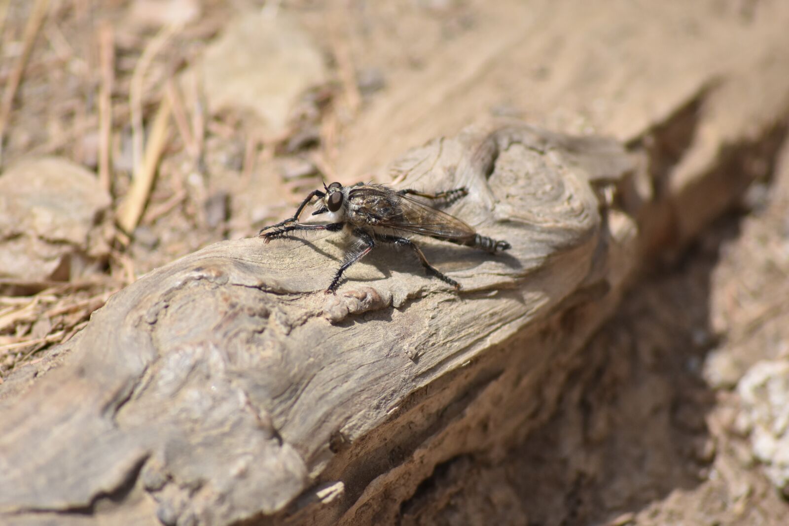 Nikon D3400 sample photo. Machimus maximus, www, nature-surprising photography
