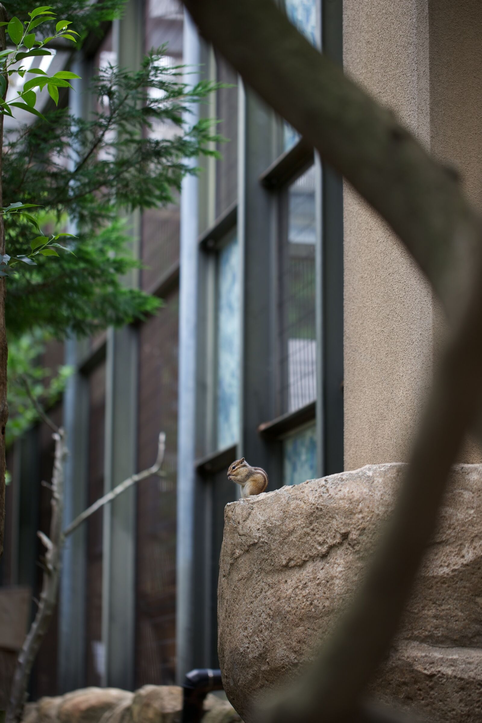 Canon EOS-1D X sample photo. Squirrel, zoo, animal photography