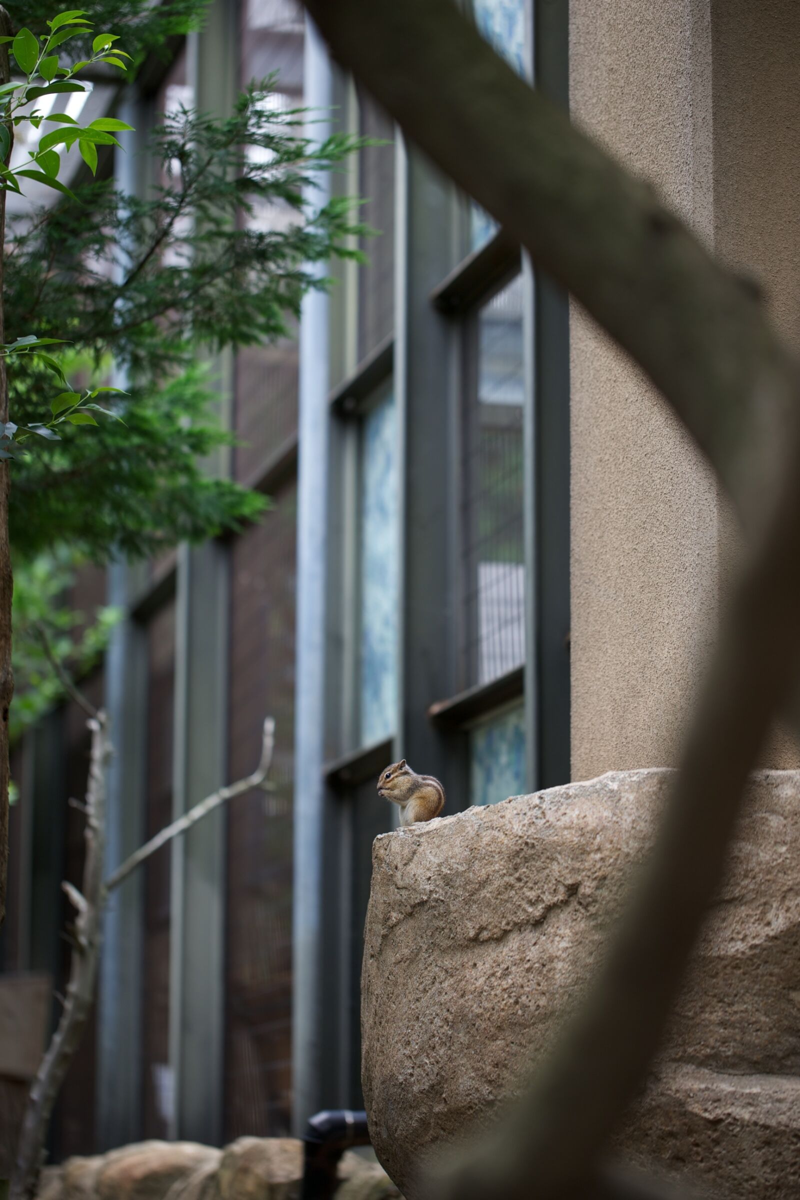 Canon EOS-1D X + Canon EF 100mm F2.8L Macro IS USM sample photo. Squirrel, zoo, animal photography