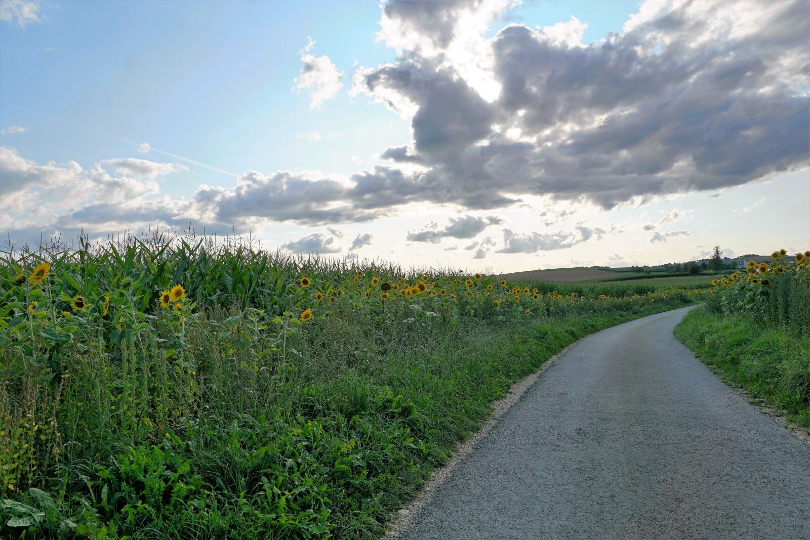 Sony ILCA-77M2 + Sony DT 16-50mm F2.8 SSM sample photo. Meadow, field, emmingen photography