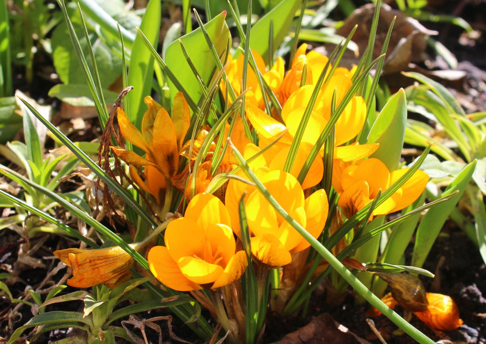 Canon EOS 1200D (EOS Rebel T5 / EOS Kiss X70 / EOS Hi) sample photo. Crocus, march, spring flowers photography