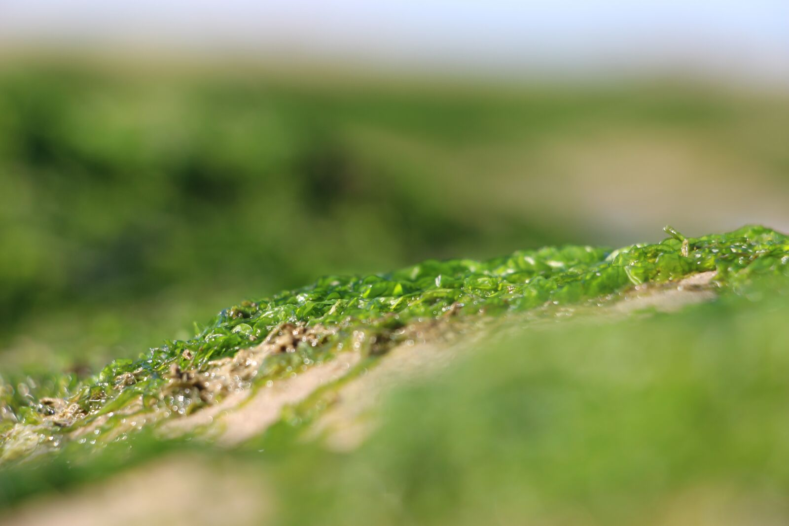 Canon EOS 700D (EOS Rebel T5i / EOS Kiss X7i) sample photo. Sand, algae, seaside photography