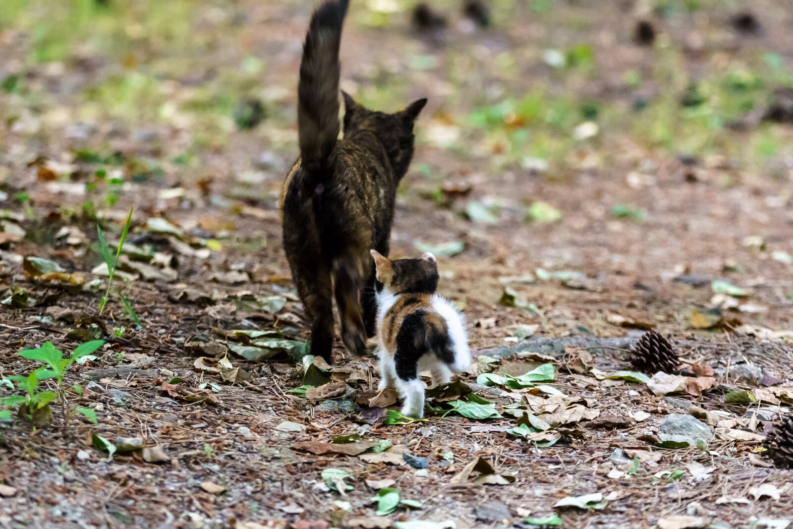 Sony a6000 + Sony FE 70-200mm F4 G OSS sample photo. Baby, cat, cats, kitten photography