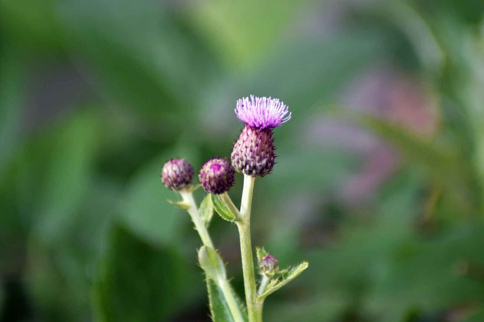 Nikon D3400 sample photo. Plant, garden, nature photography