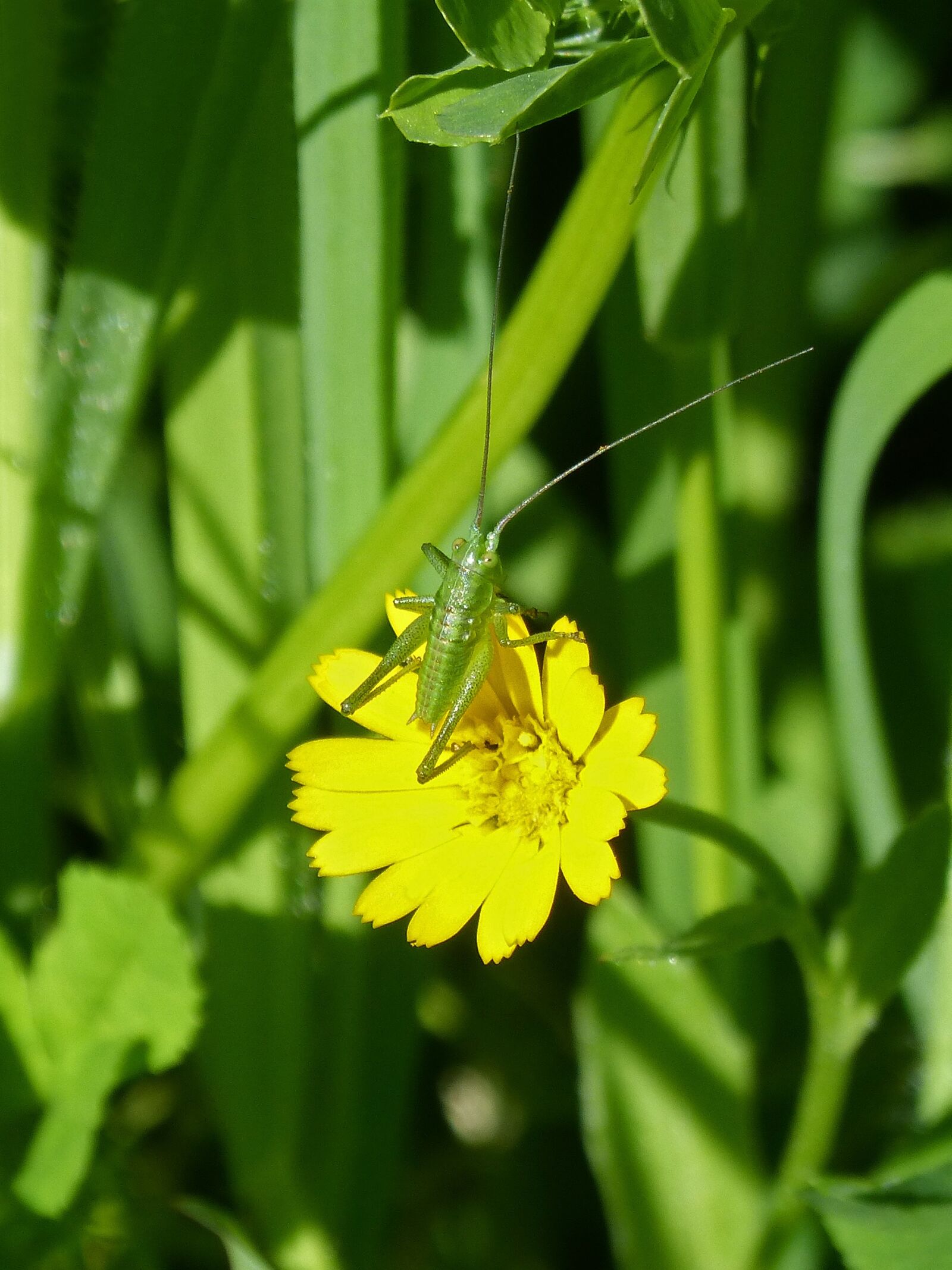 Panasonic DMC-FZ62 sample photo. Grasshopper, green grasshopper, tiny photography