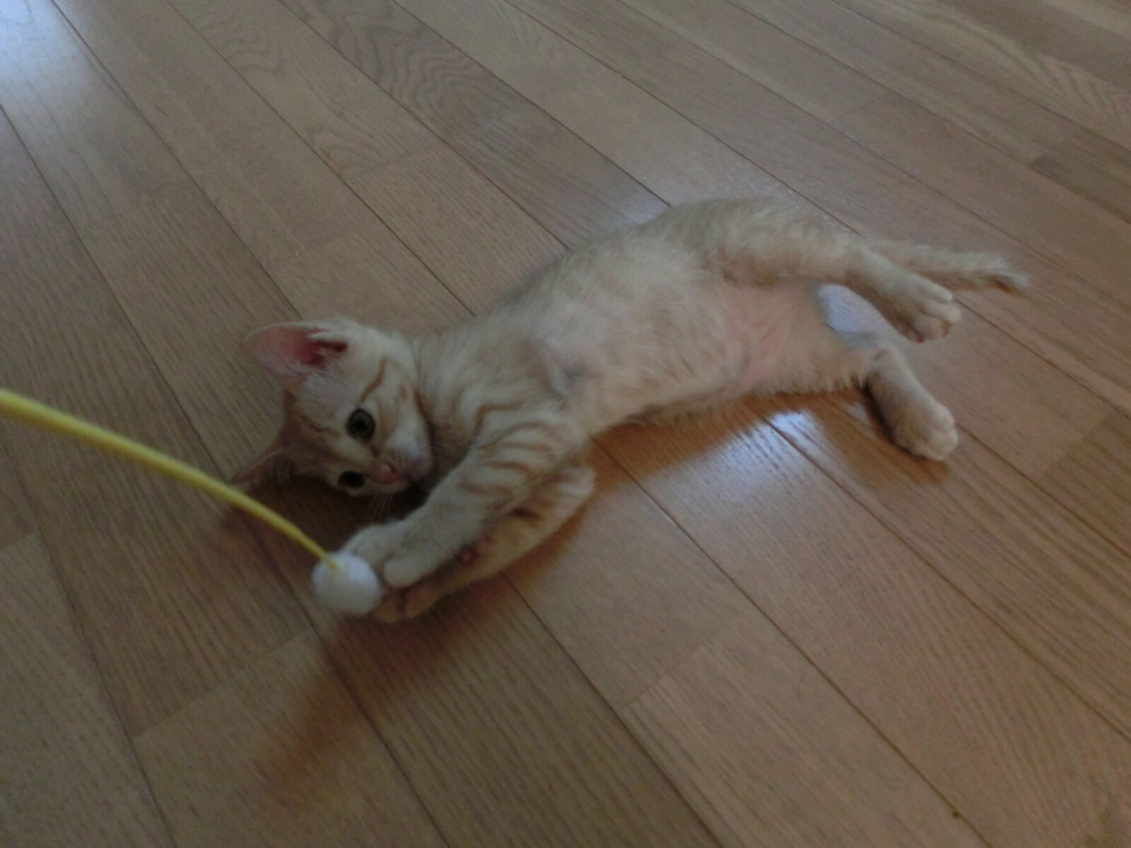 CASIO EX-ZR200 sample photo. Cat photography