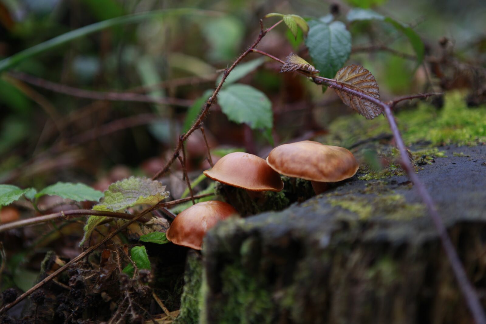 Canon EOS 5D Mark II sample photo. Forest, wild, nature photography