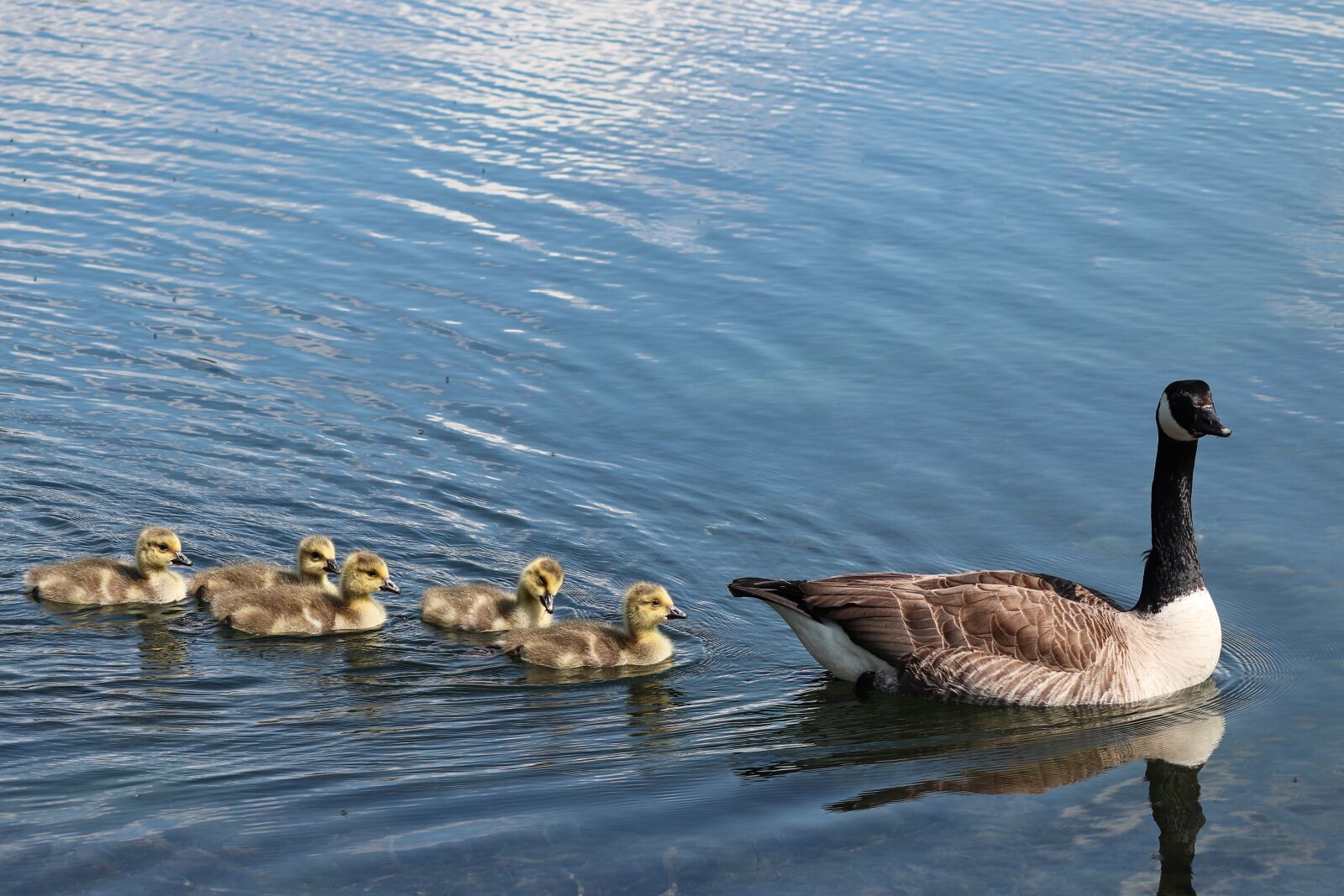 Canon EOS 200D (EOS Rebel SL2 / EOS Kiss X9) sample photo. Canada goose, branta canadensis photography