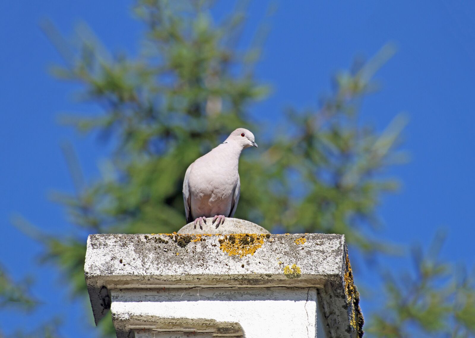 Canon EOS 7D sample photo. Nature, bird, sky photography