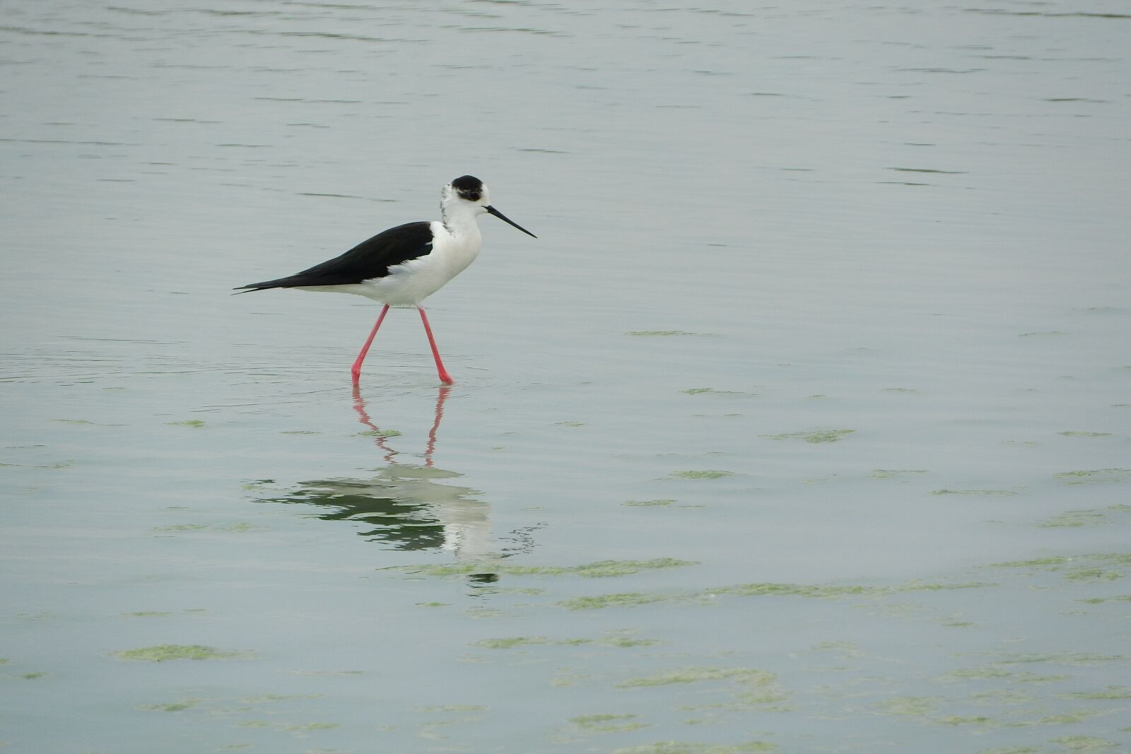 Nikon Coolpix P610 sample photo. Pisila stilt, himantopus himantopus photography