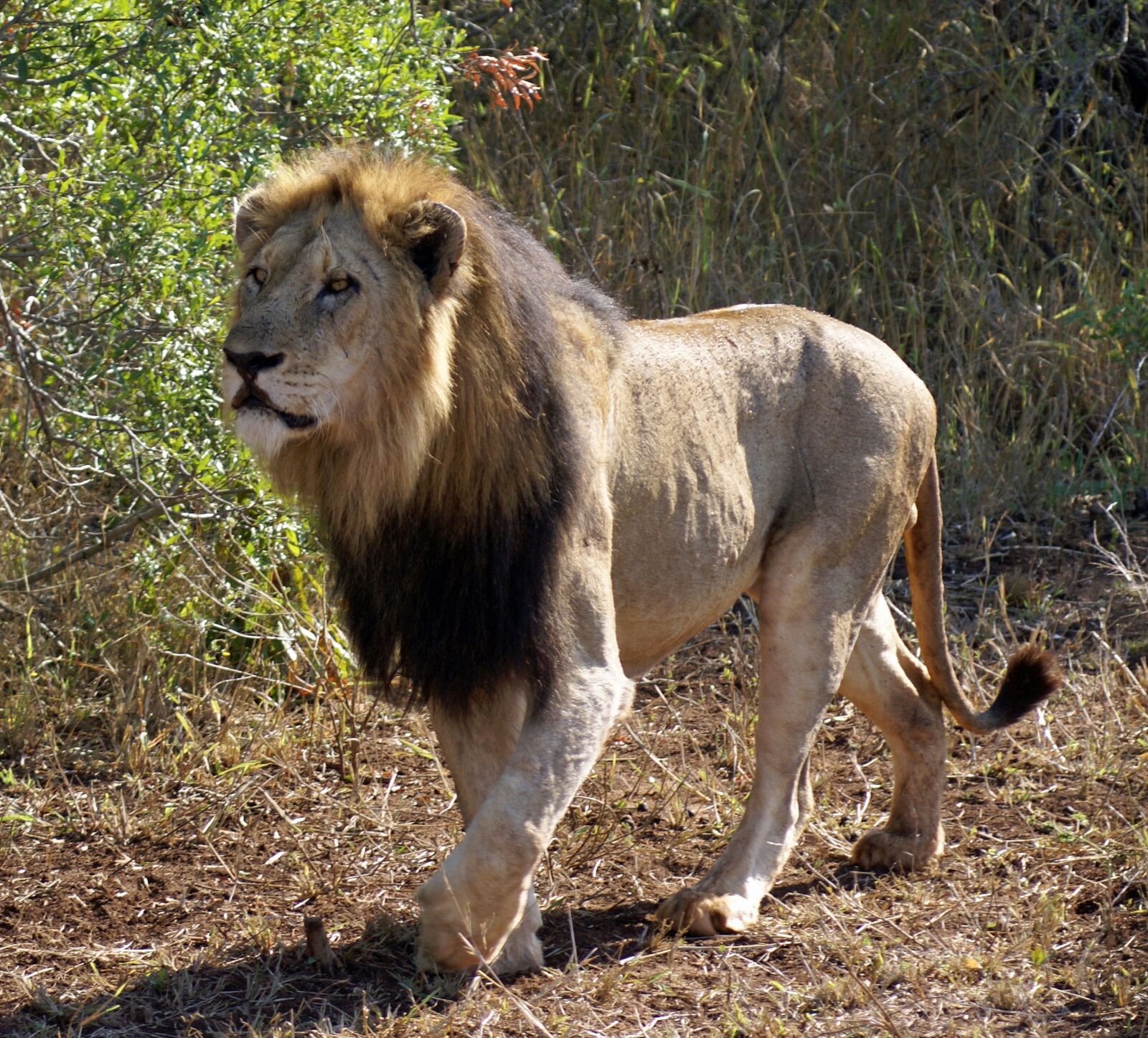 Sony Alpha DSLR-A100 sample photo. Lion, majestic, mane photography