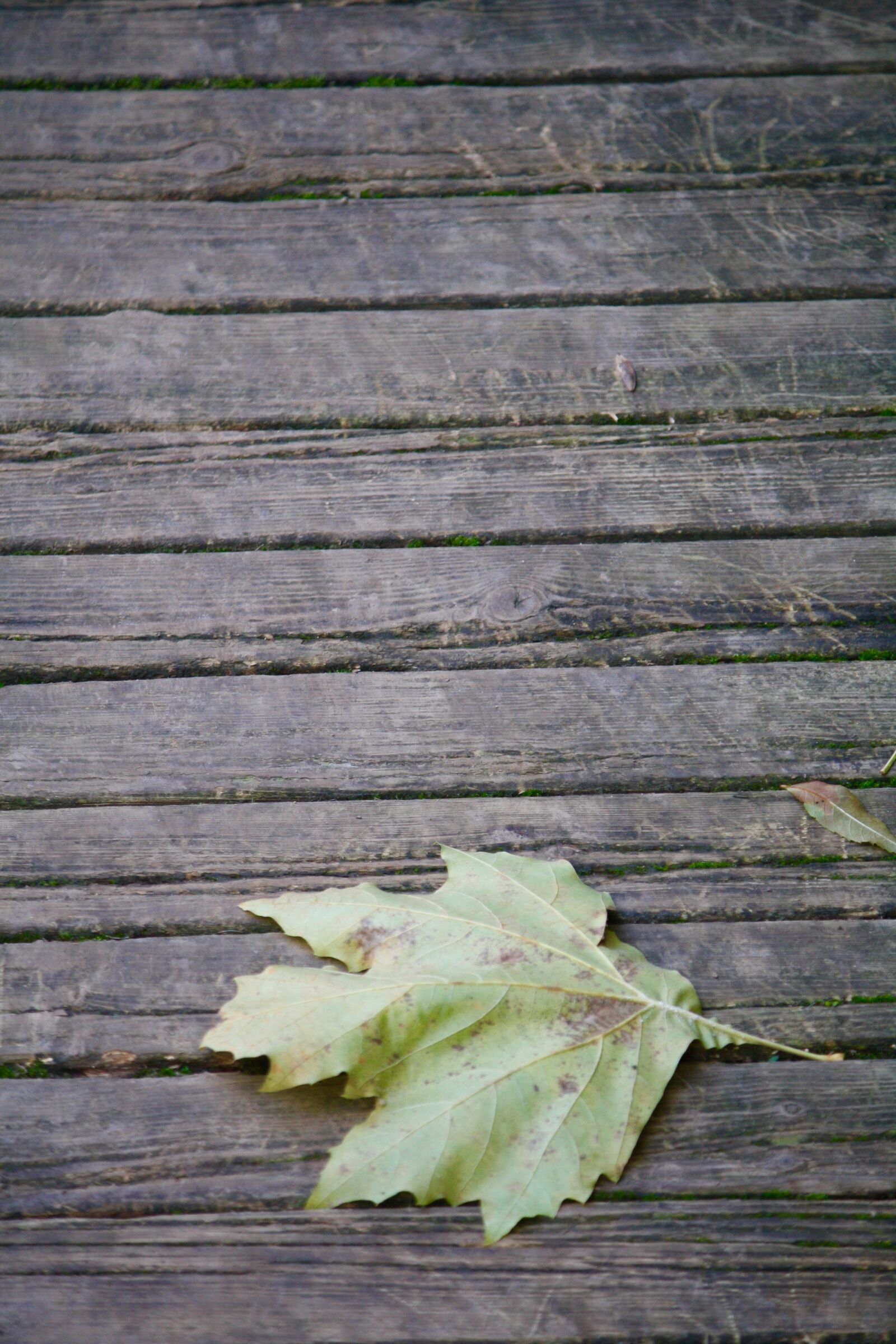 Canon EOS 1000D (EOS Digital Rebel XS / EOS Kiss F) sample photo. Leaf, autumn, wood photography