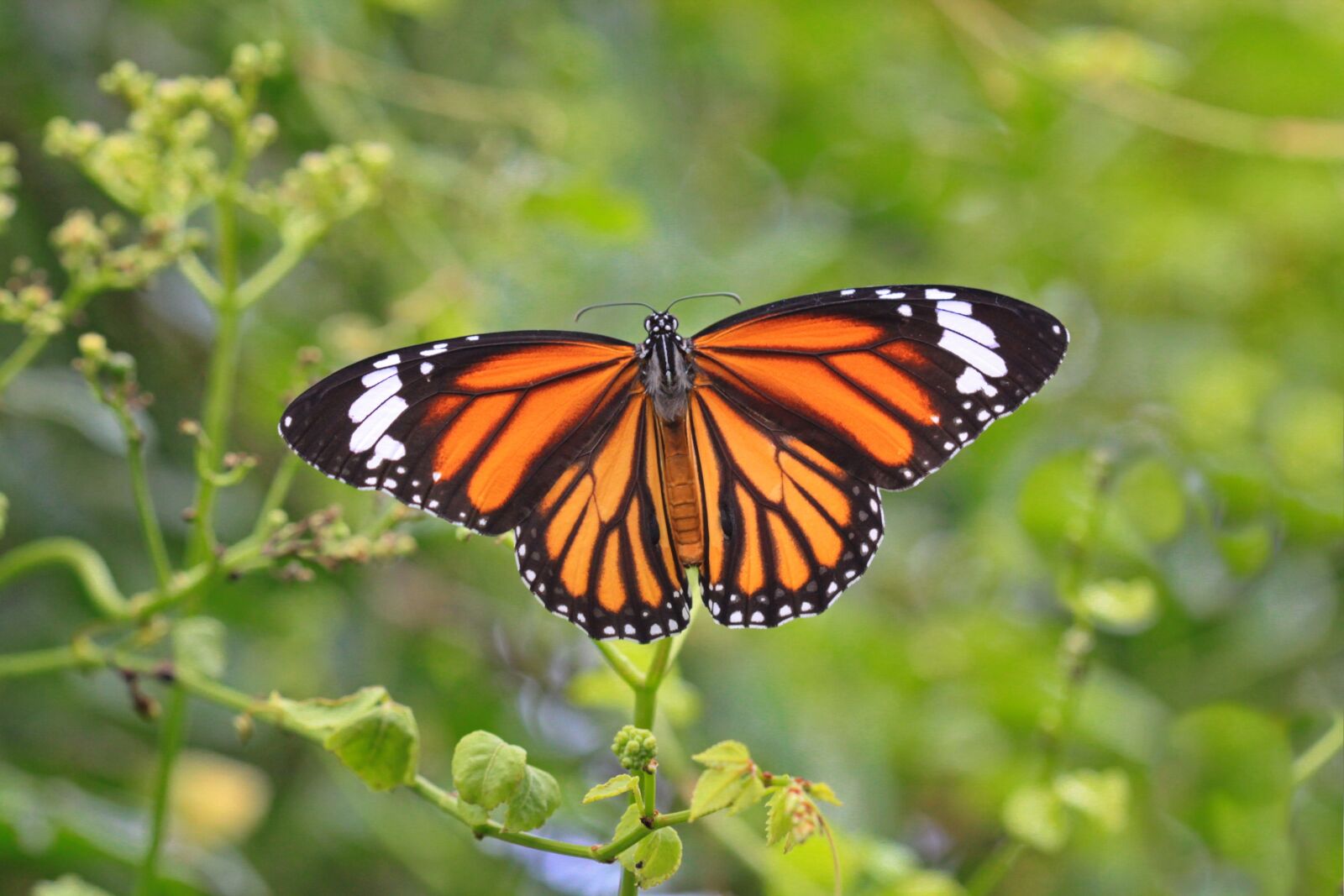Canon EOS 50D sample photo. Butterfly, monarch butterfly, macro photography