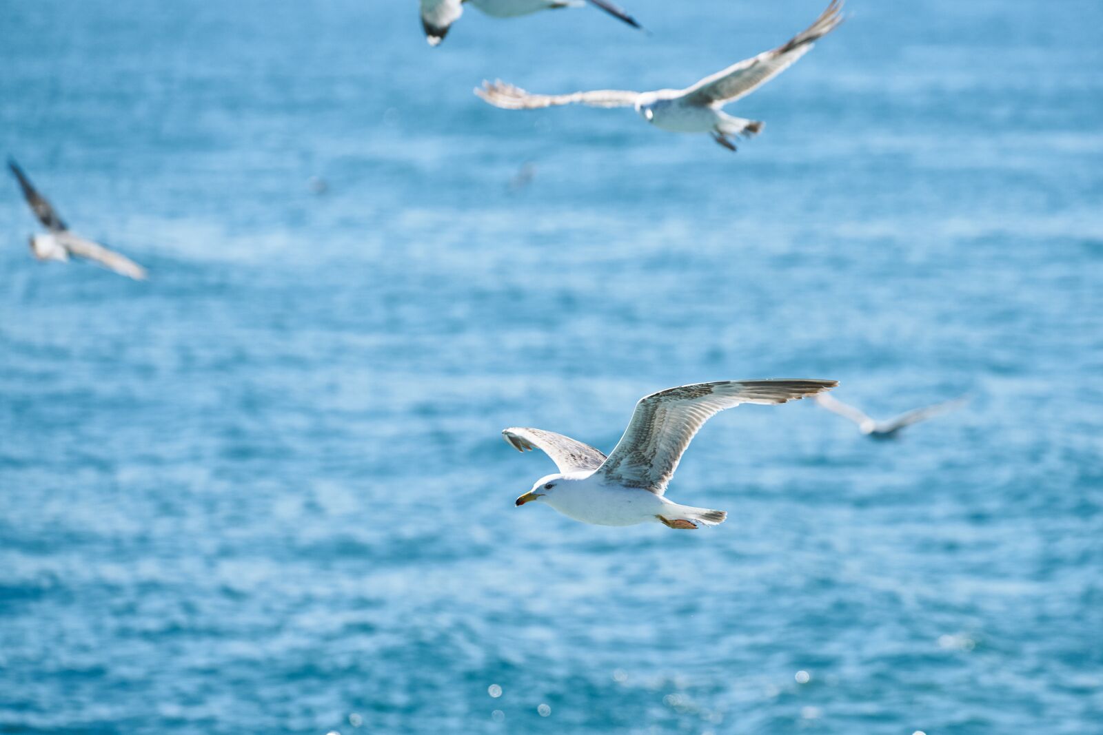 Sony FE 70-200mm F4 G OSS sample photo. Seagull, bird, fly photography