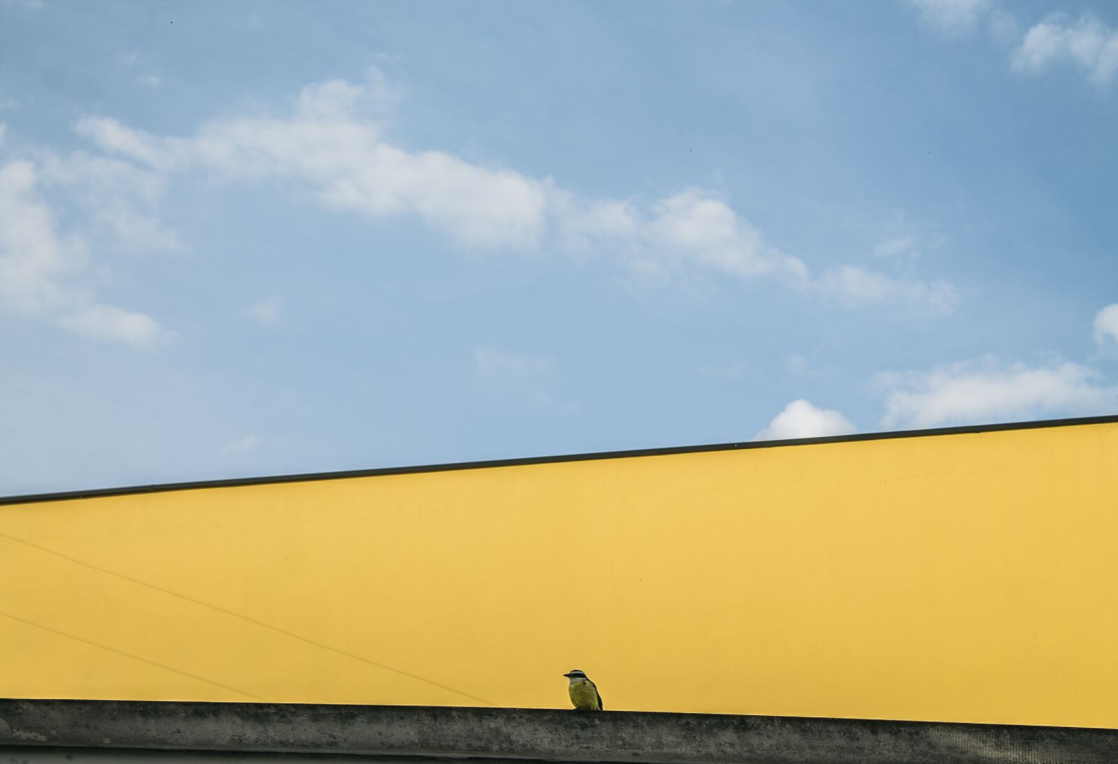 Canon EOS 1100D (EOS Rebel T3 / EOS Kiss X50) sample photo. Bird, blue sky, the photography