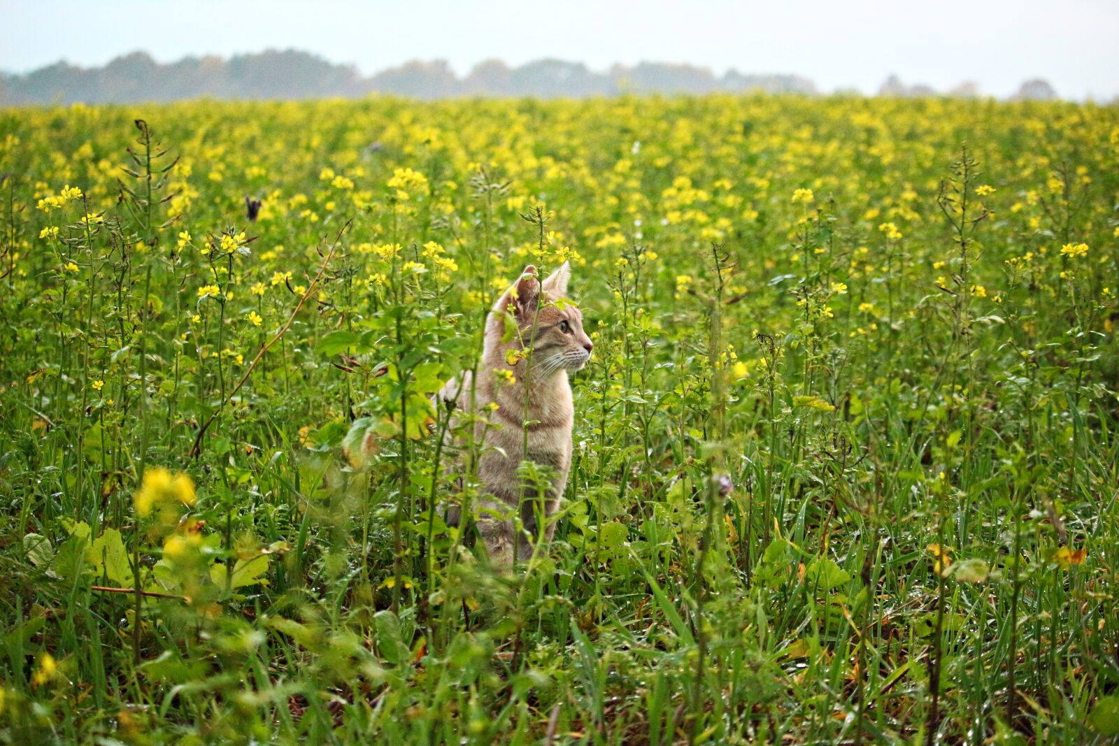 Canon EOS 100D (EOS Rebel SL1 / EOS Kiss X7) sample photo. Cat, kitten, mieze photography