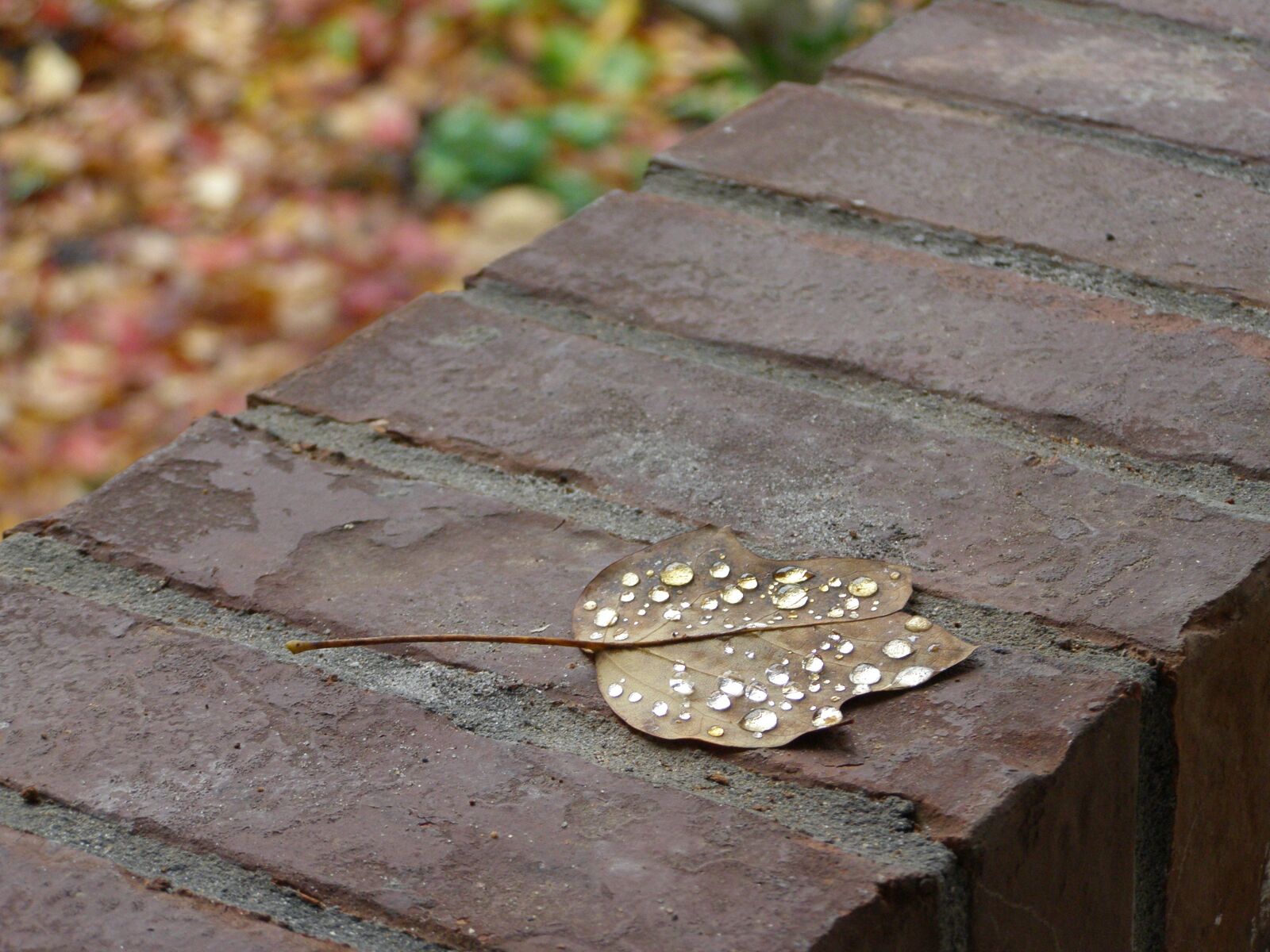 Olympus SP510UZ sample photo. Leaf, dew, autumn photography