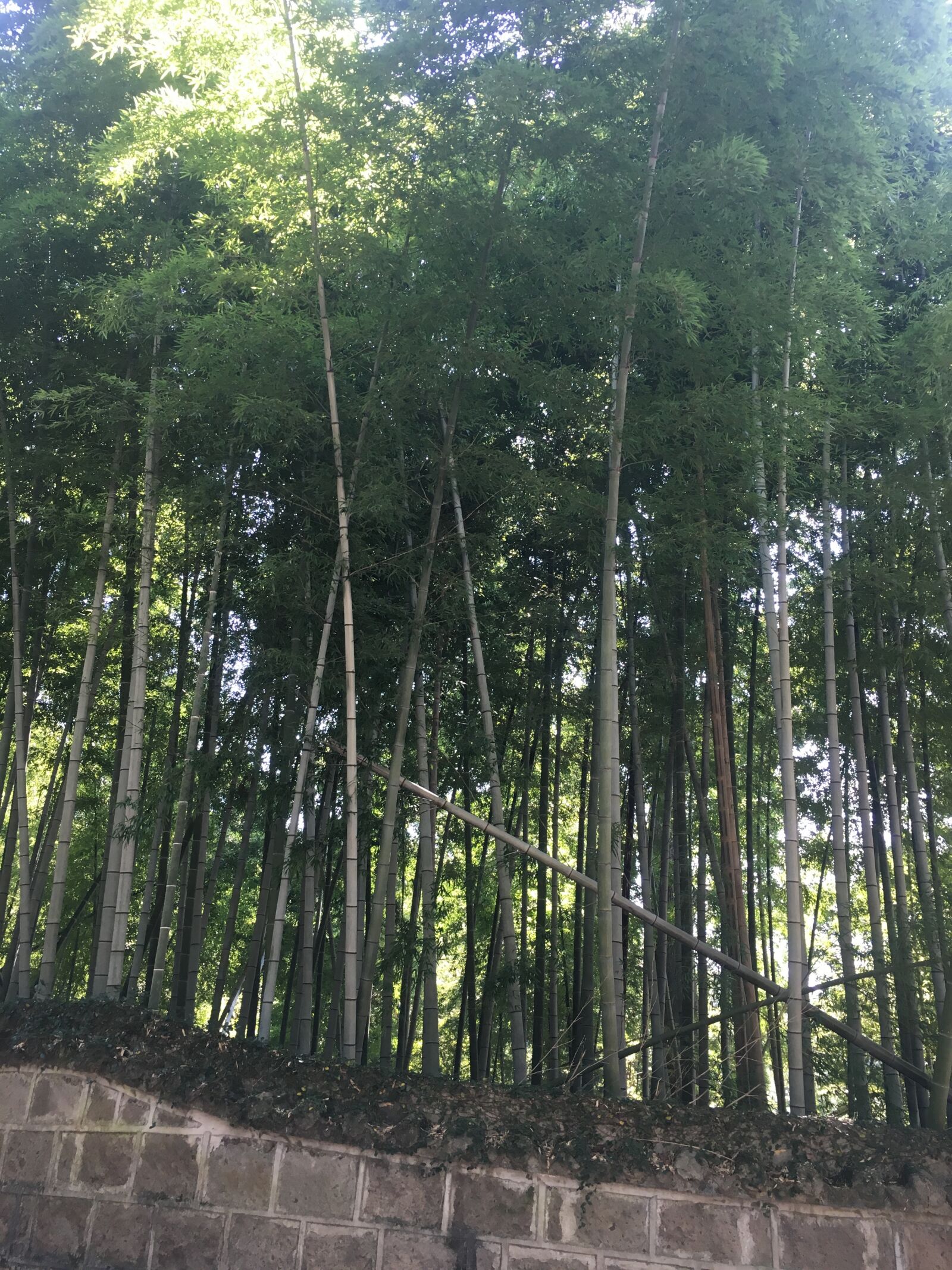 Apple iPhone 6s sample photo. Bamboo, forest, bamboos, green photography