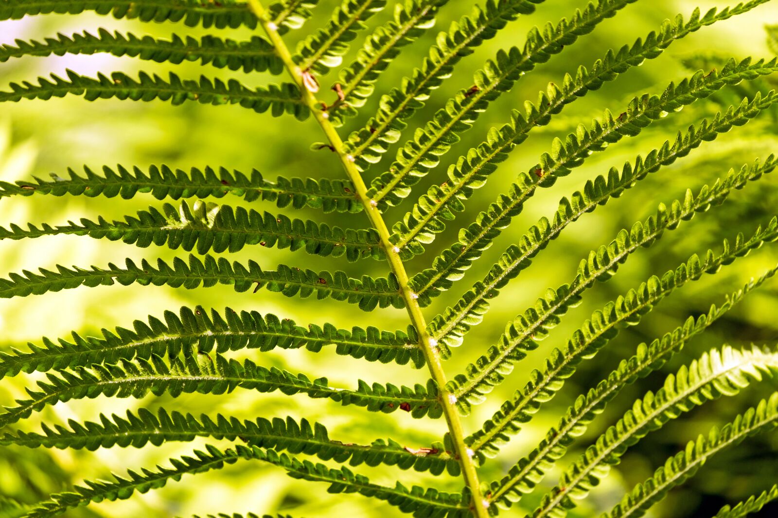 Fujifilm X-T10 sample photo. Fern, green, fern plant photography