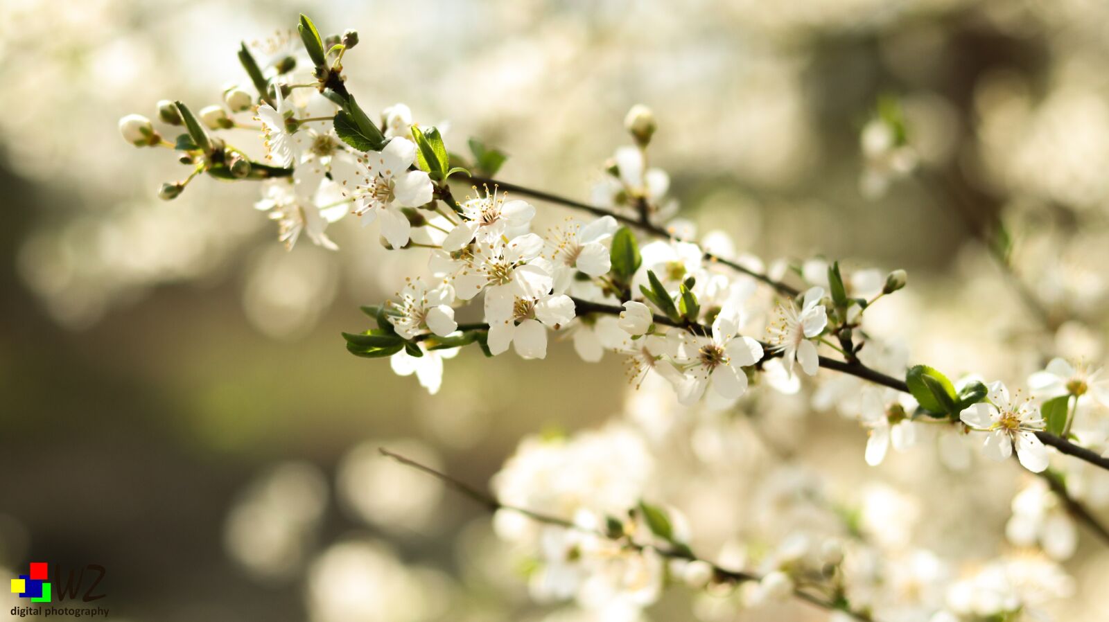 Canon EOS 80D + Canon EF 50mm F1.8 STM sample photo. Spring, blossom, bloom photography