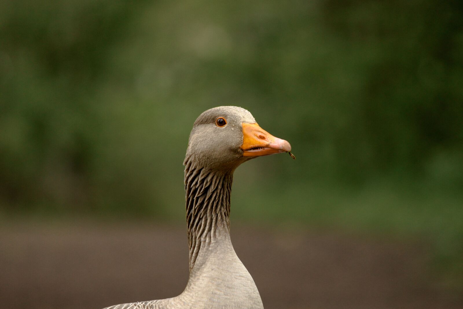 Canon EOS 500D (EOS Rebel T1i / EOS Kiss X3) + Canon EF 70-200mm F4L USM sample photo. Greylag goose, wildlife, nature photography