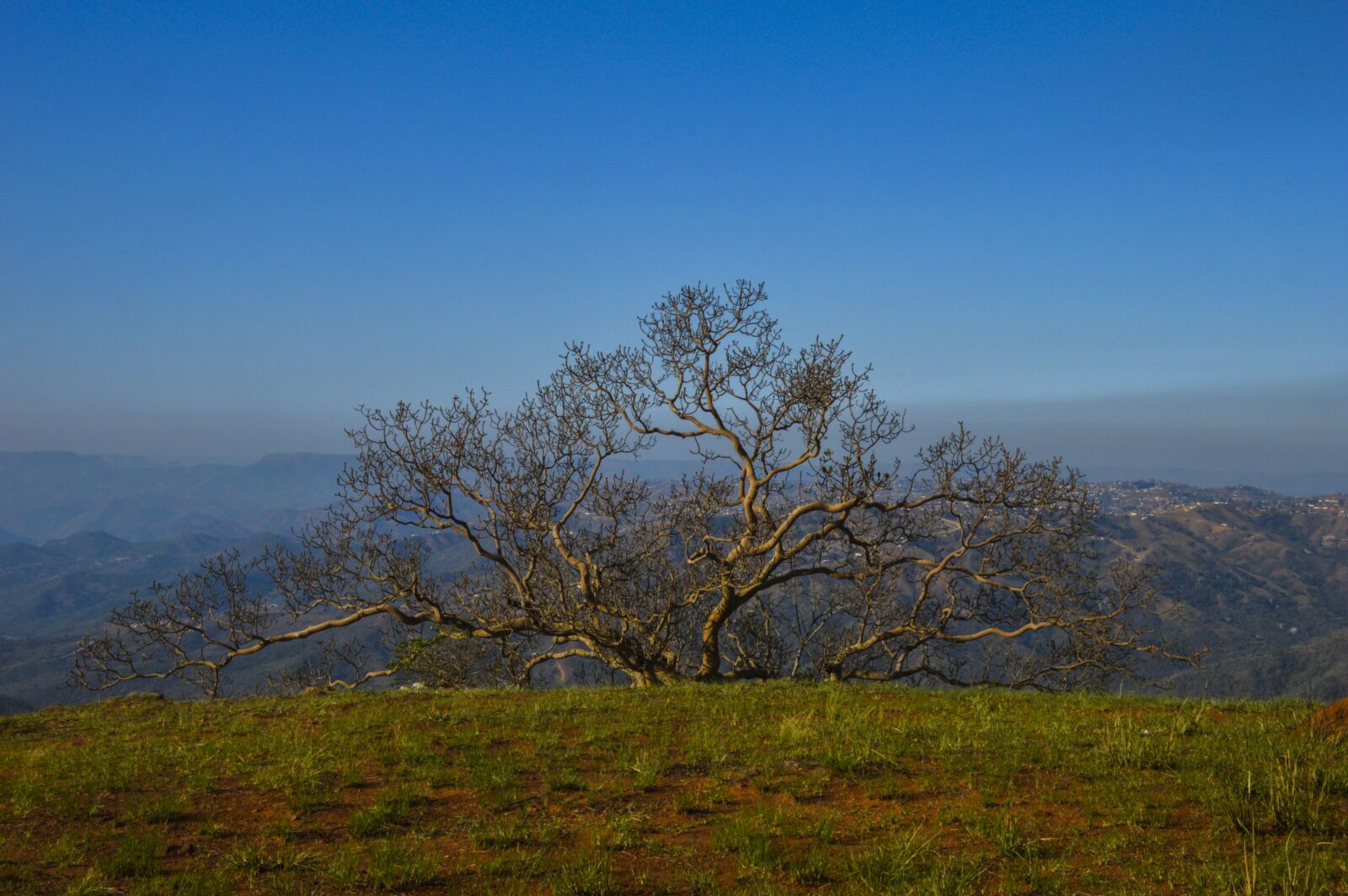 Nikon D3200 sample photo. Tree, cliff, nature photography