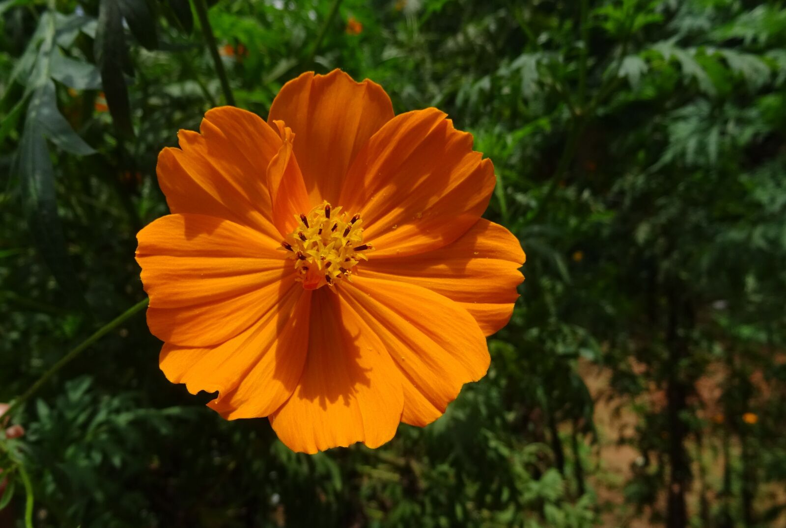 Sony DSC-HX60V sample photo. Cosmos, golden, flower photography